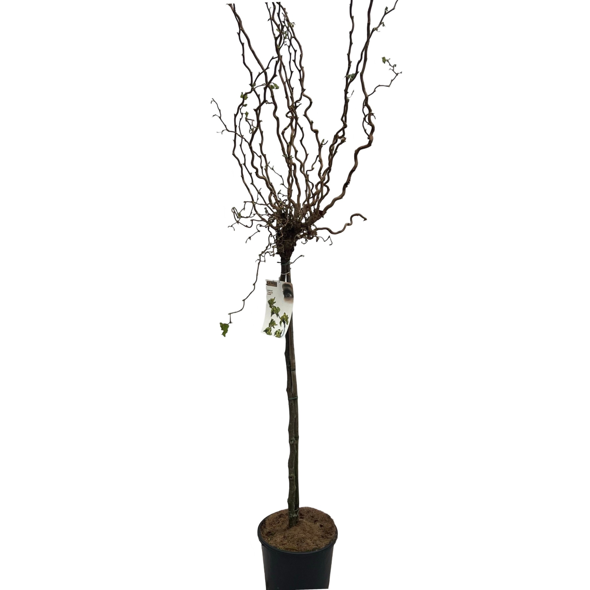 Corylus 'Twister' stam 100cm, D 32