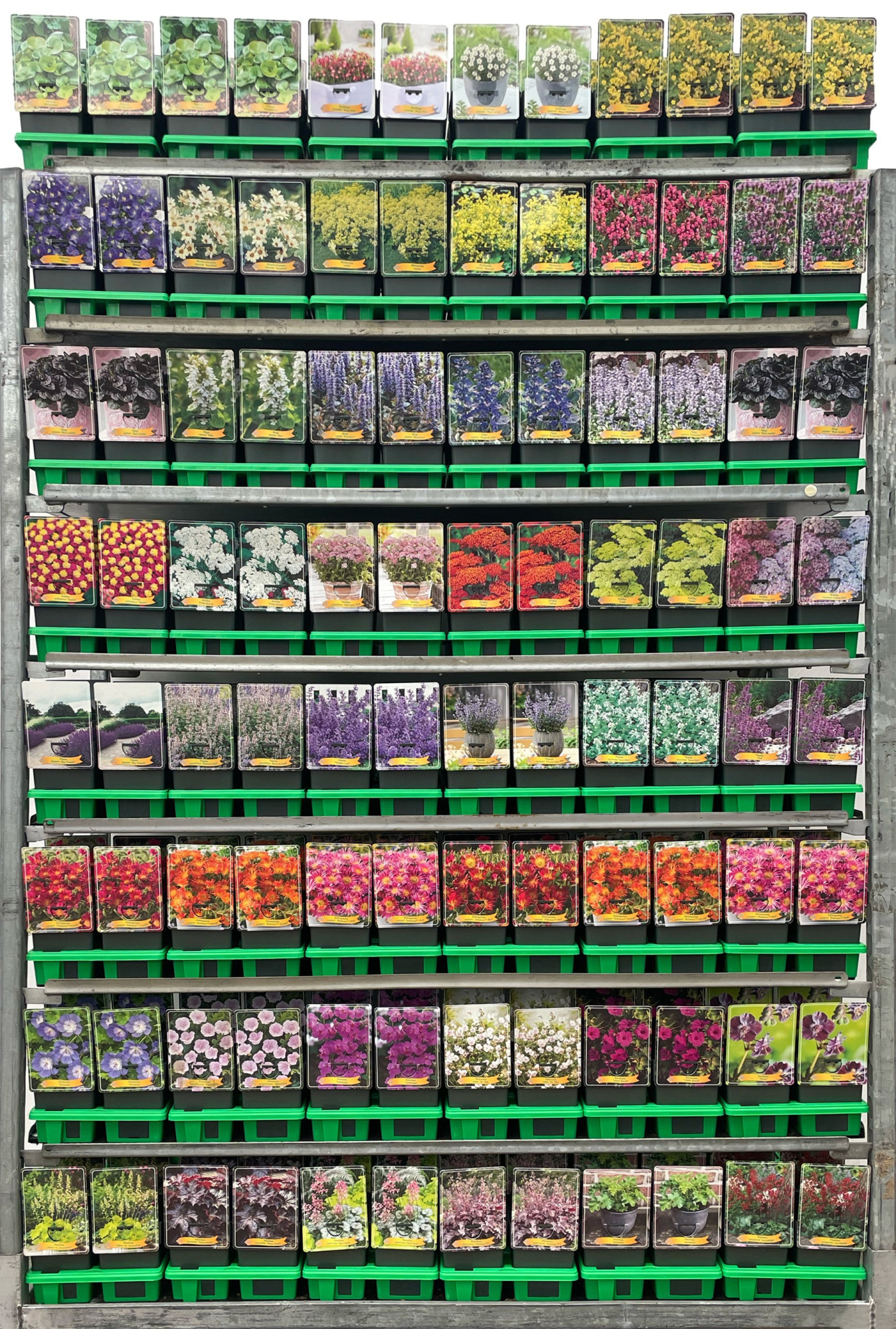 Bodembedekker vaste planten Mix CC P11, D 11