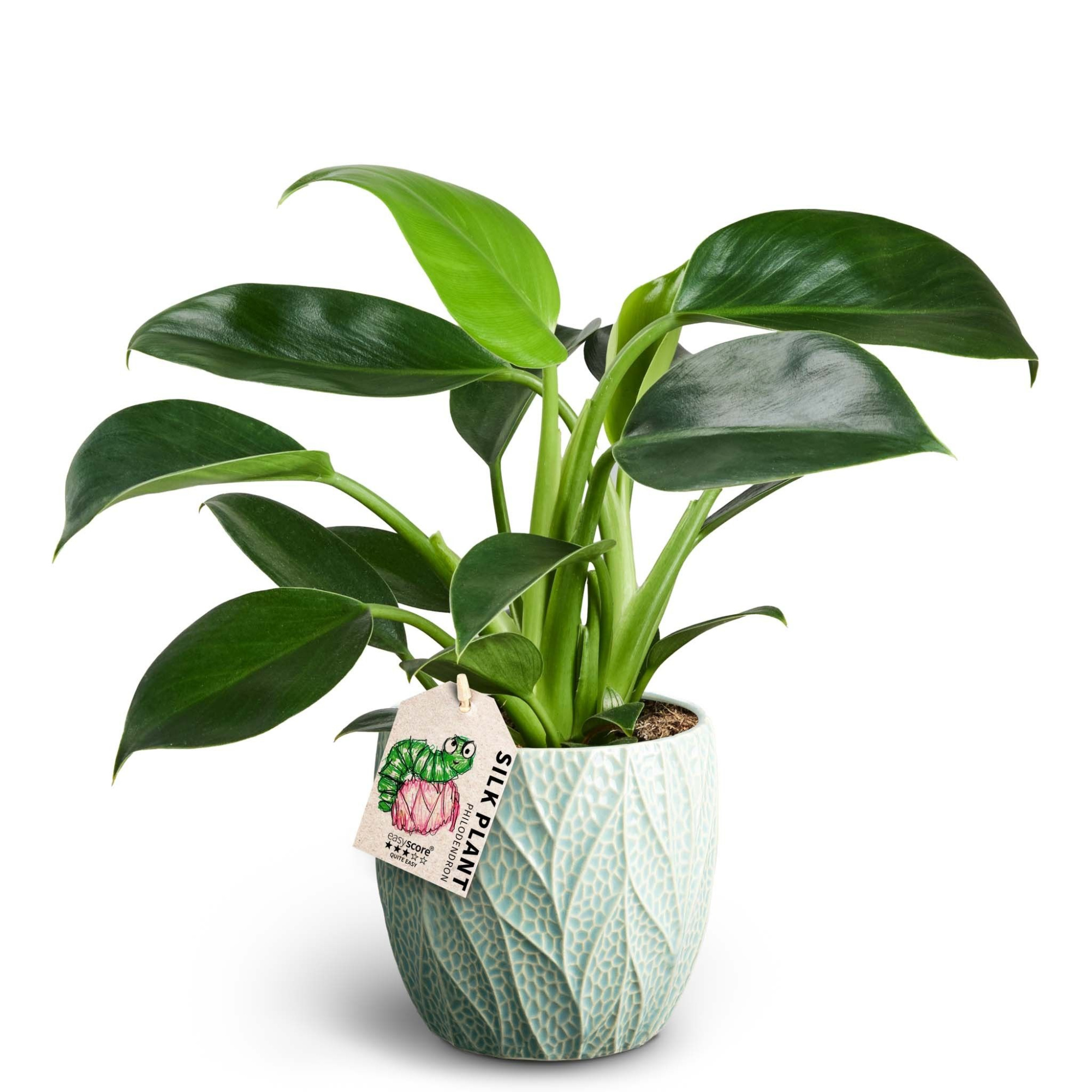 Leaf Ocean, Philodendron ´Green Princess´, D 12 cm