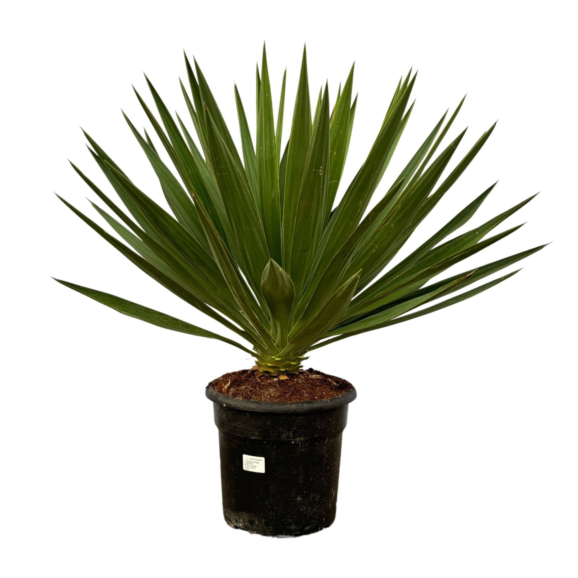 Yucca Gloriosa, D 30 cm
