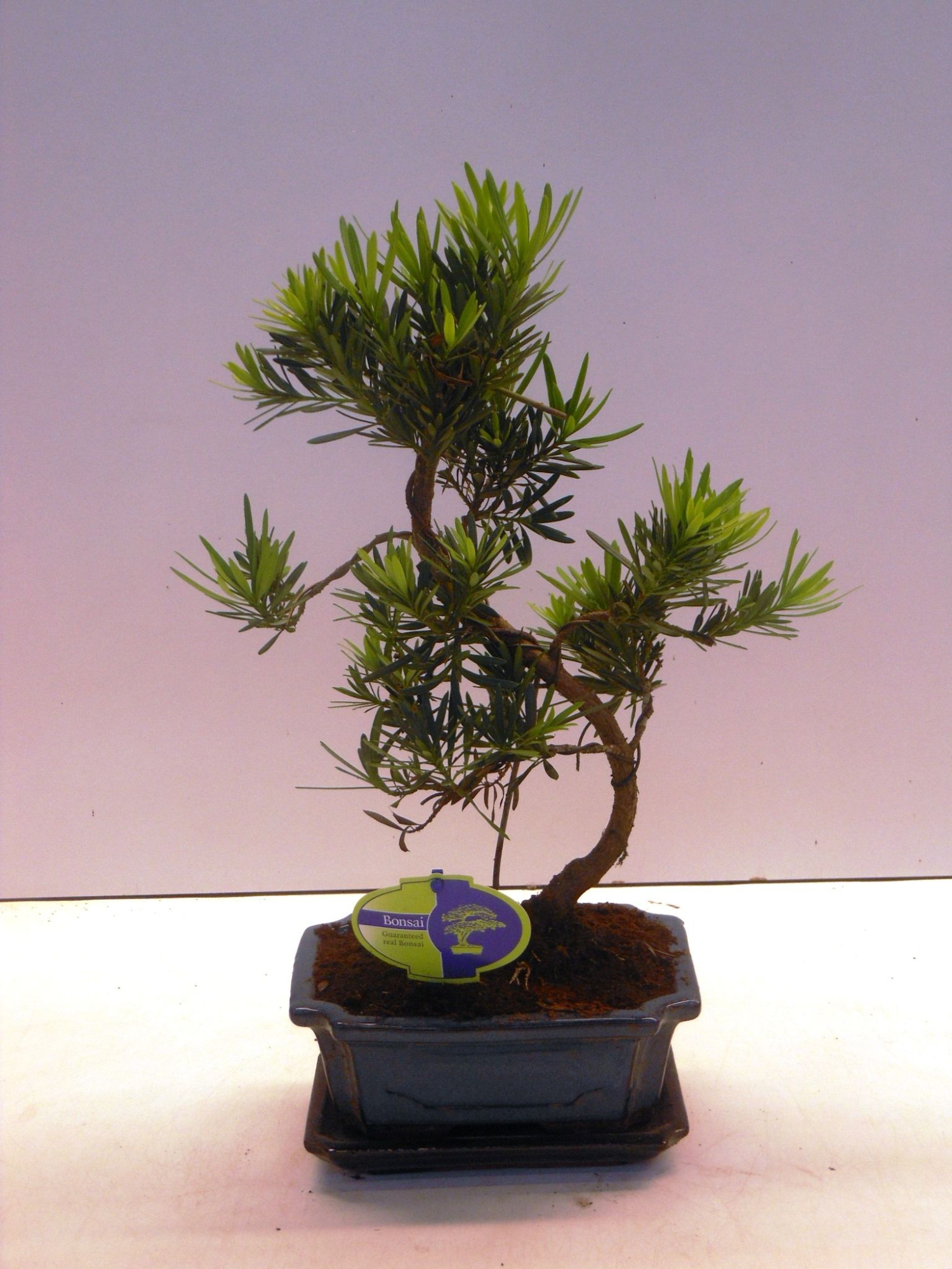 Podocarpus macrophyllus, 20cm., shape, with drip tray, D 19 cm