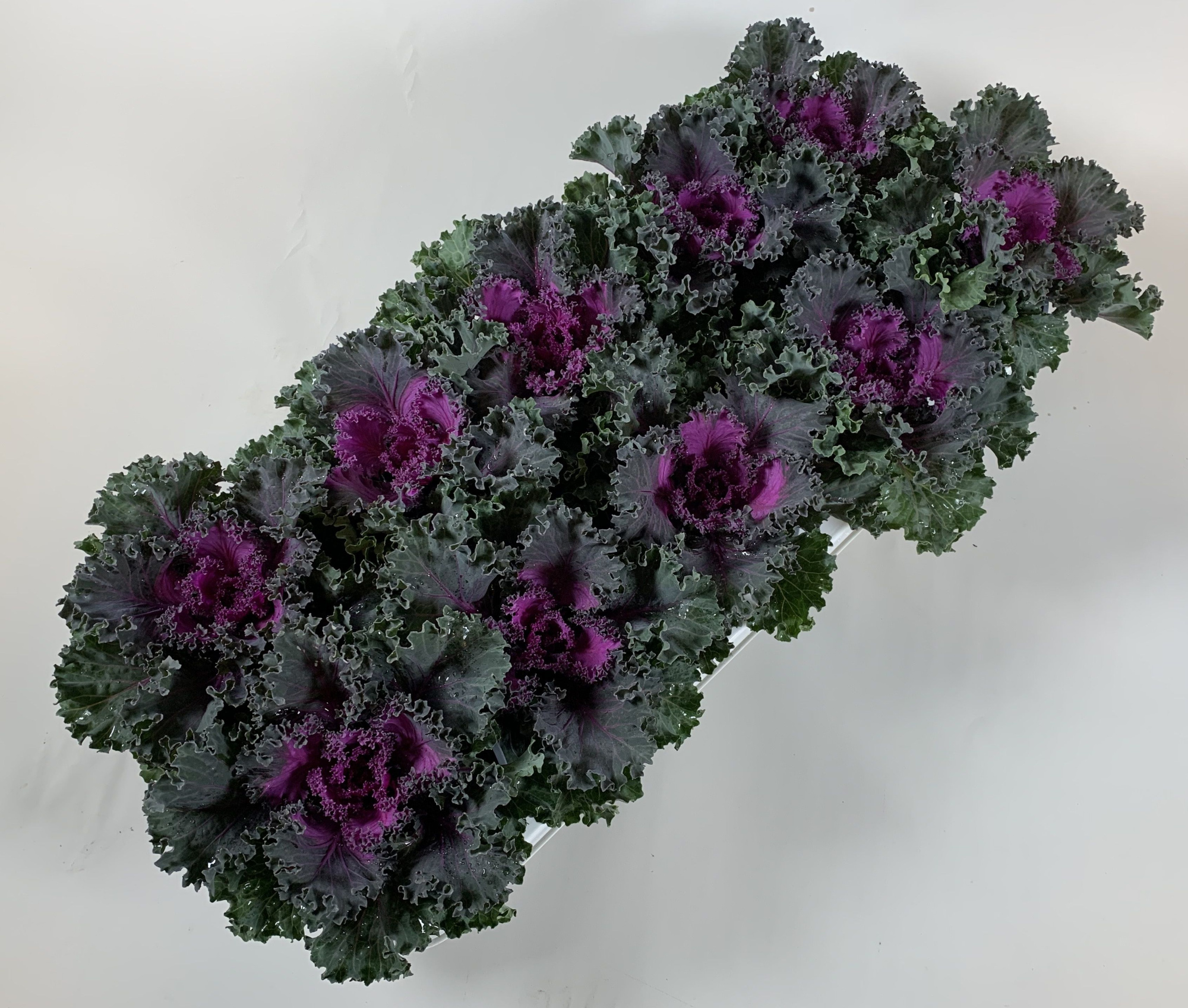 Brassica gekruld rood, D 10,5 cm