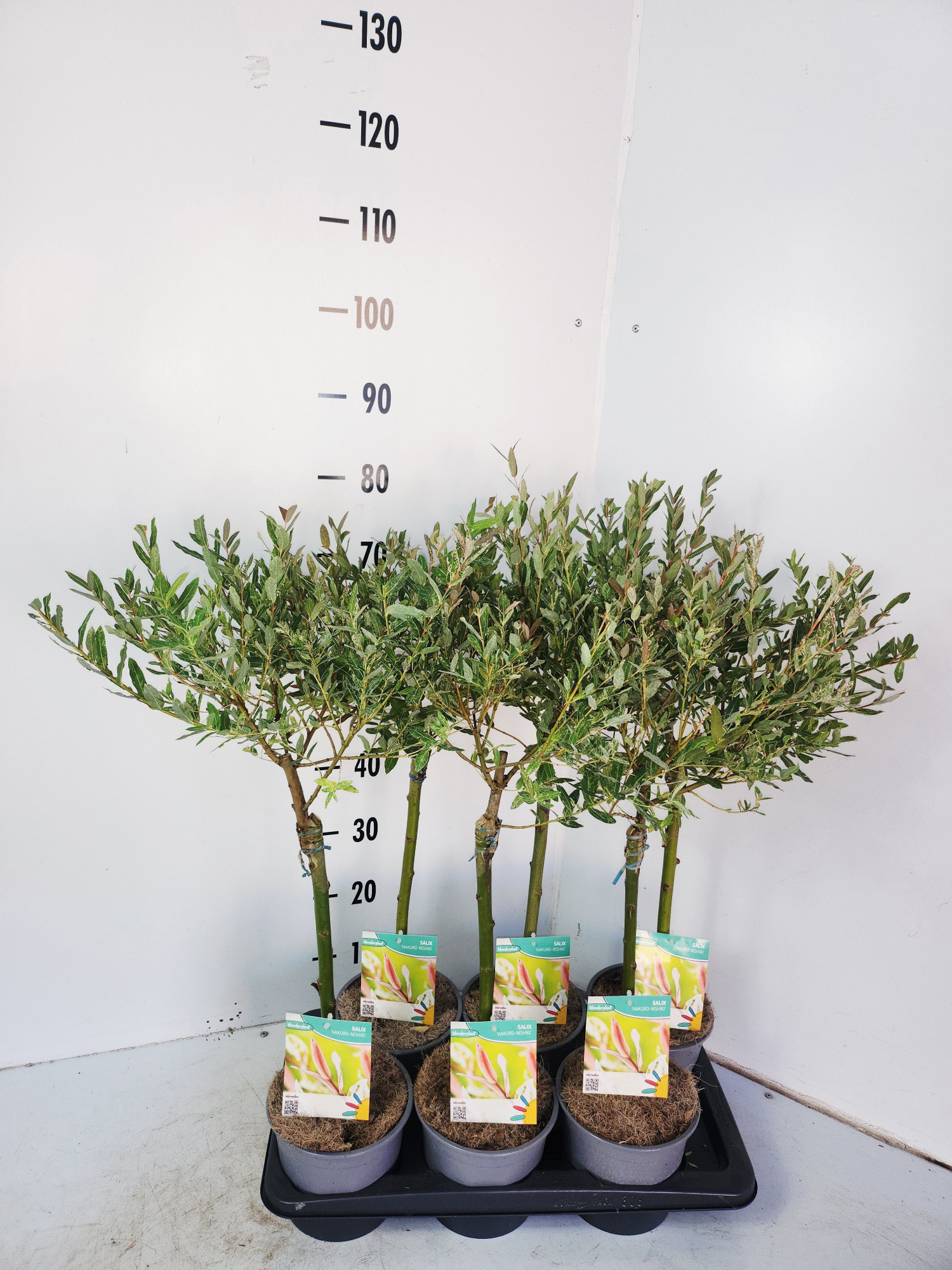 Salix integra Hakuro Nishiki, D 17 cm