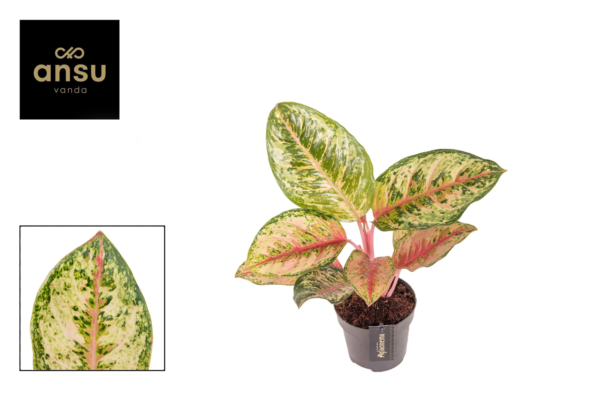 Aglaonema Carnival Queen, D 12 cm