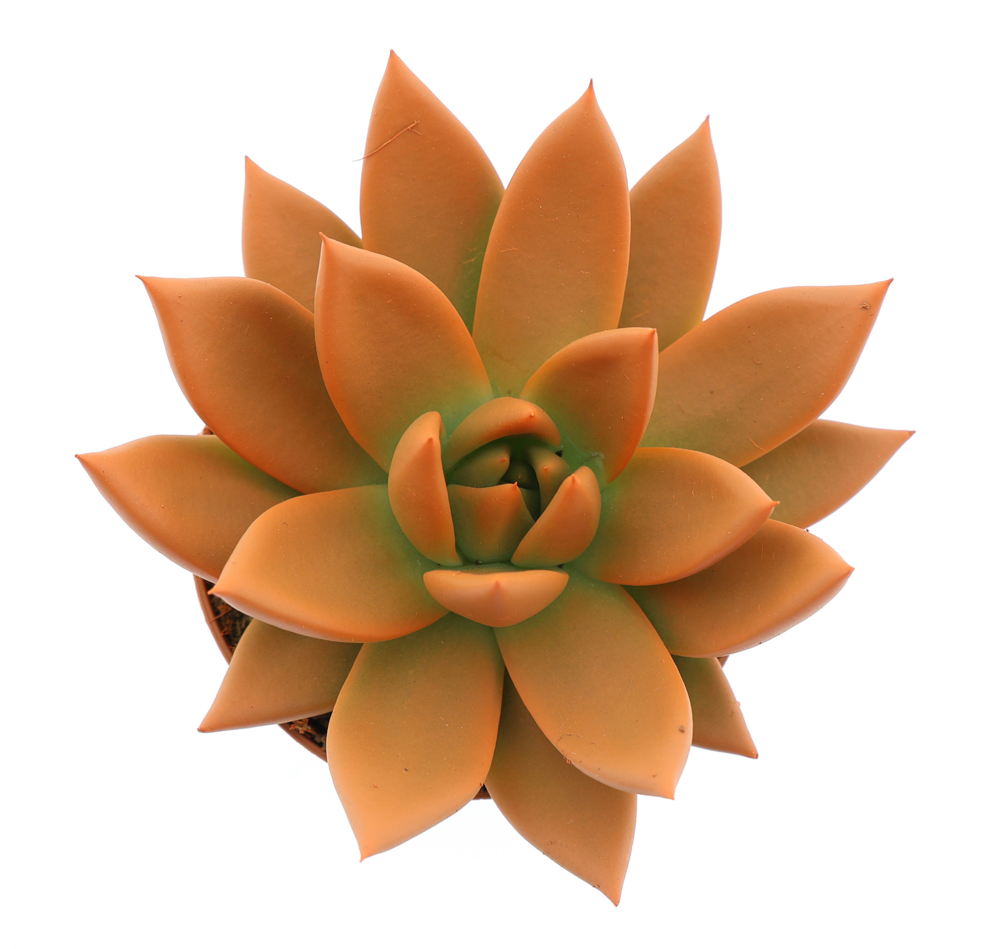 Rainbow orange, D 8,5 cm