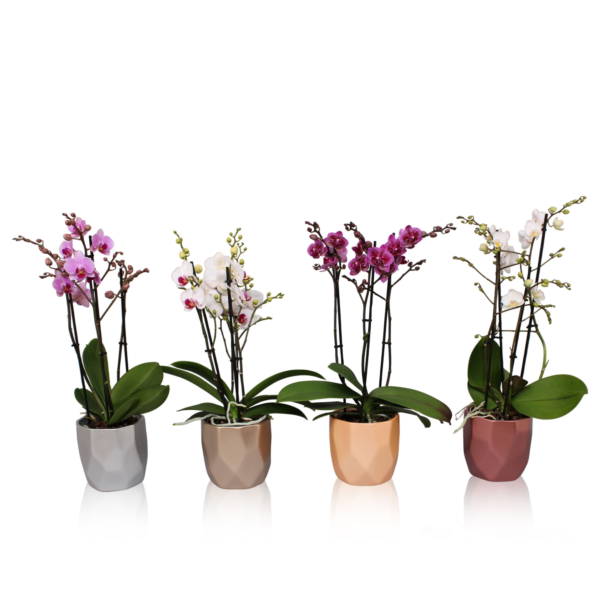 Phal. Multi 3-tak mix in BGC969 Vlakkenpot Metallic, D 12