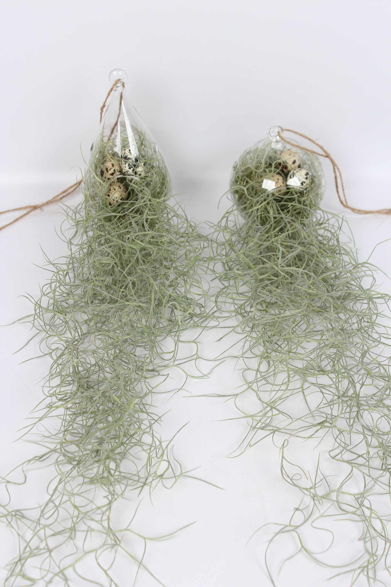 Tillandsia in ovaal en bol glas, D 40 cm