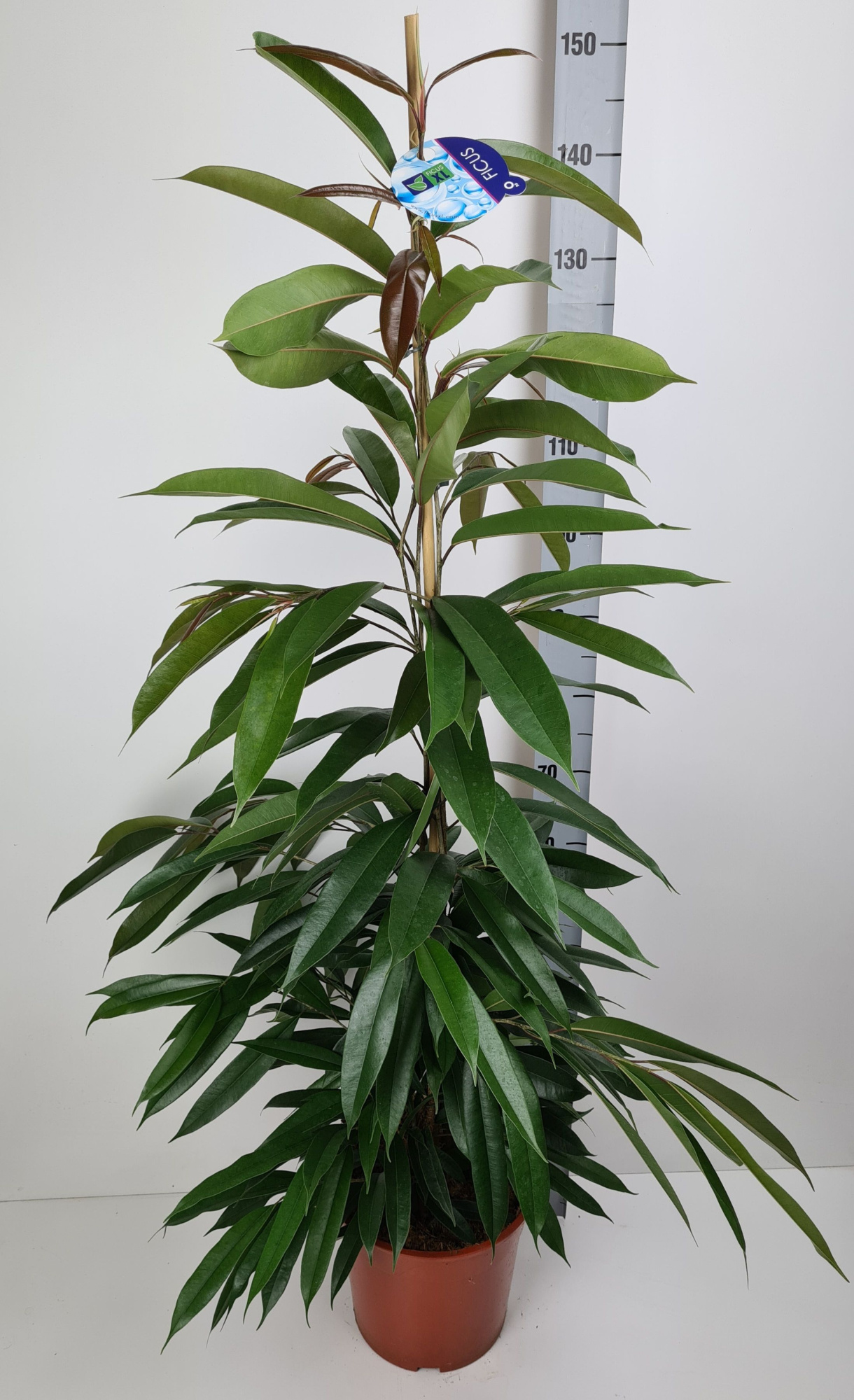 Ficus Amstel King, D 27