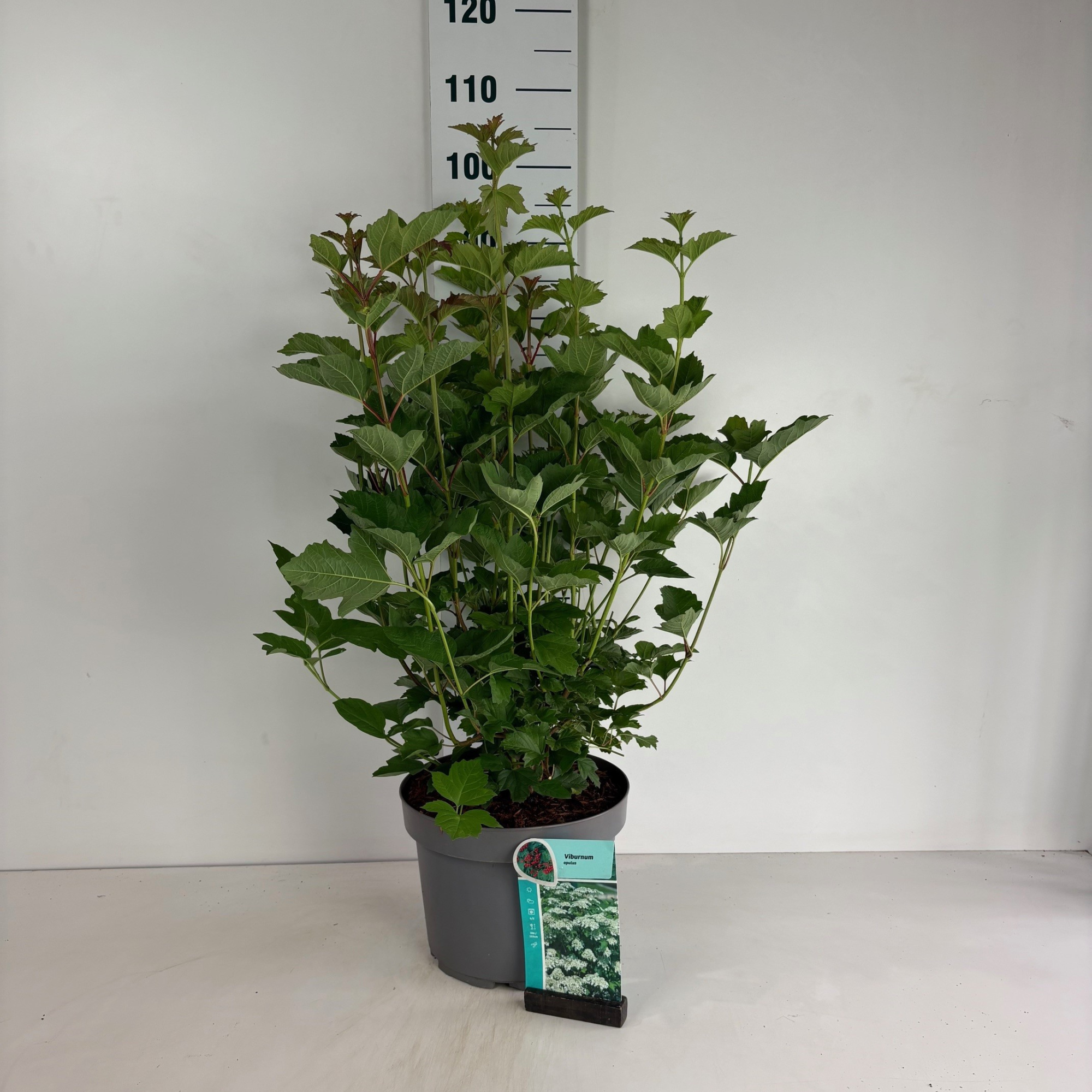 Viburnum opulus, D 29 cm