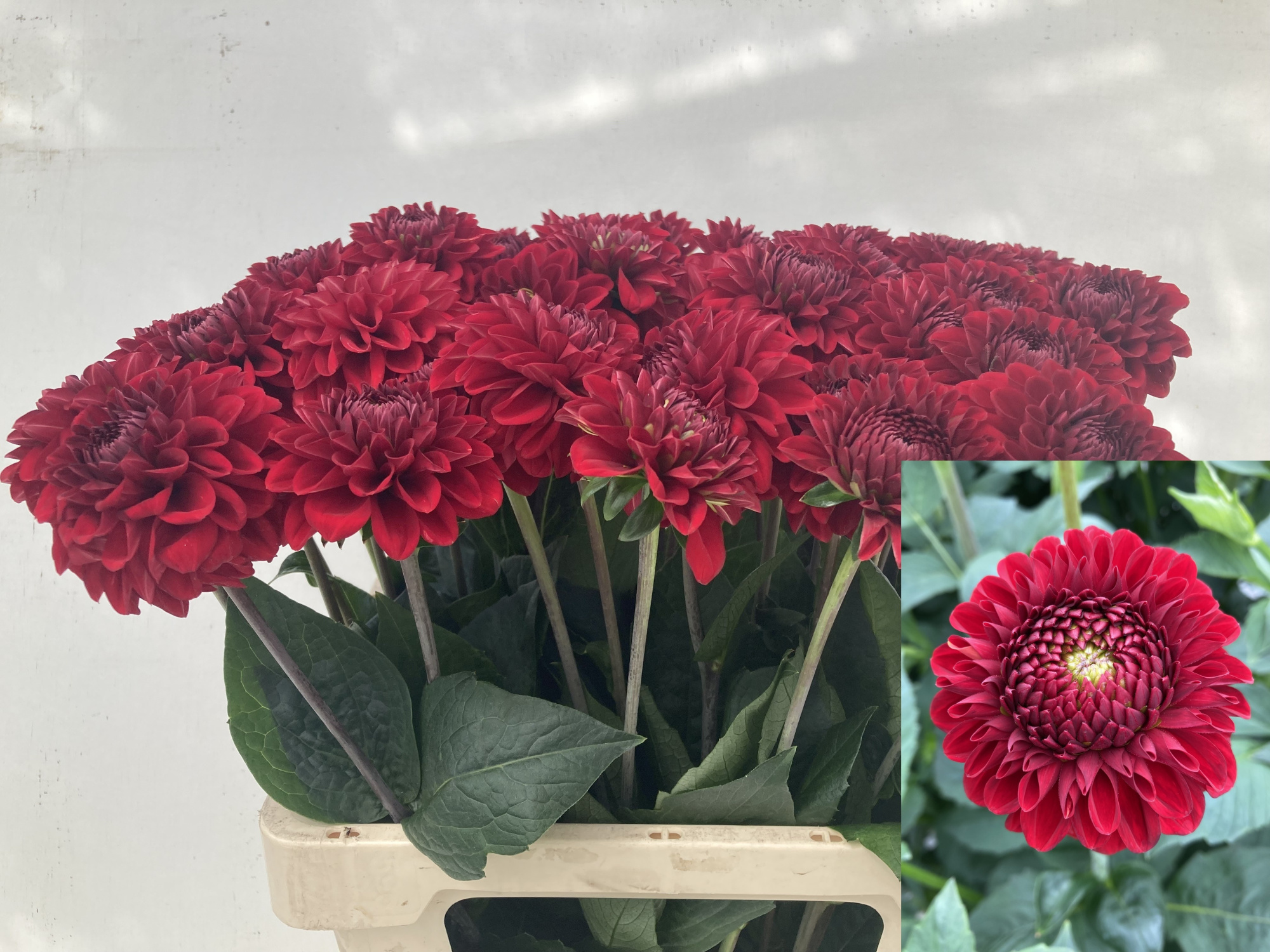 Георгина Рэд Фокс 60, шт.