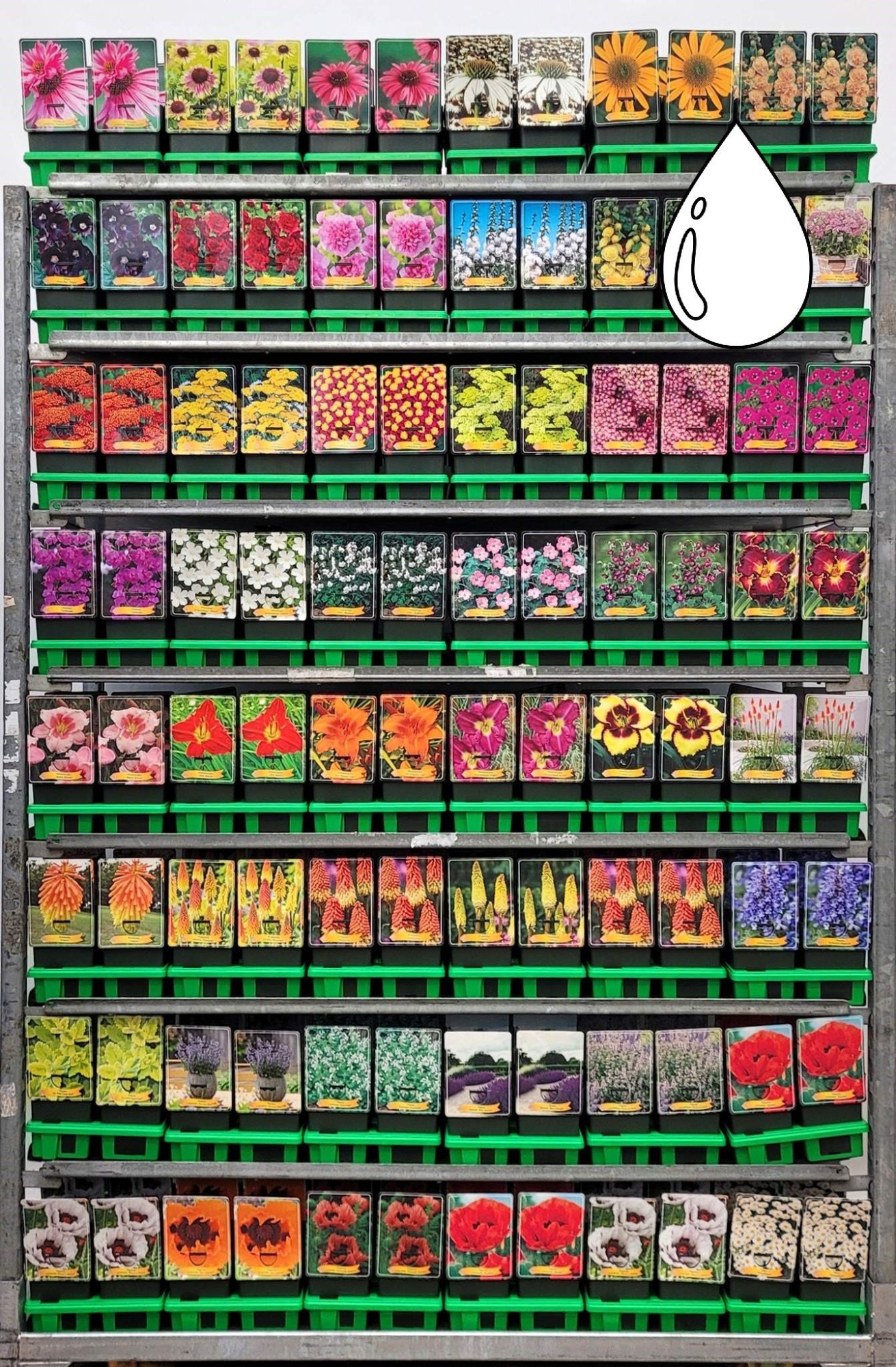 Vaste planten Mix CC Droogteresistent P11, D 11 cm