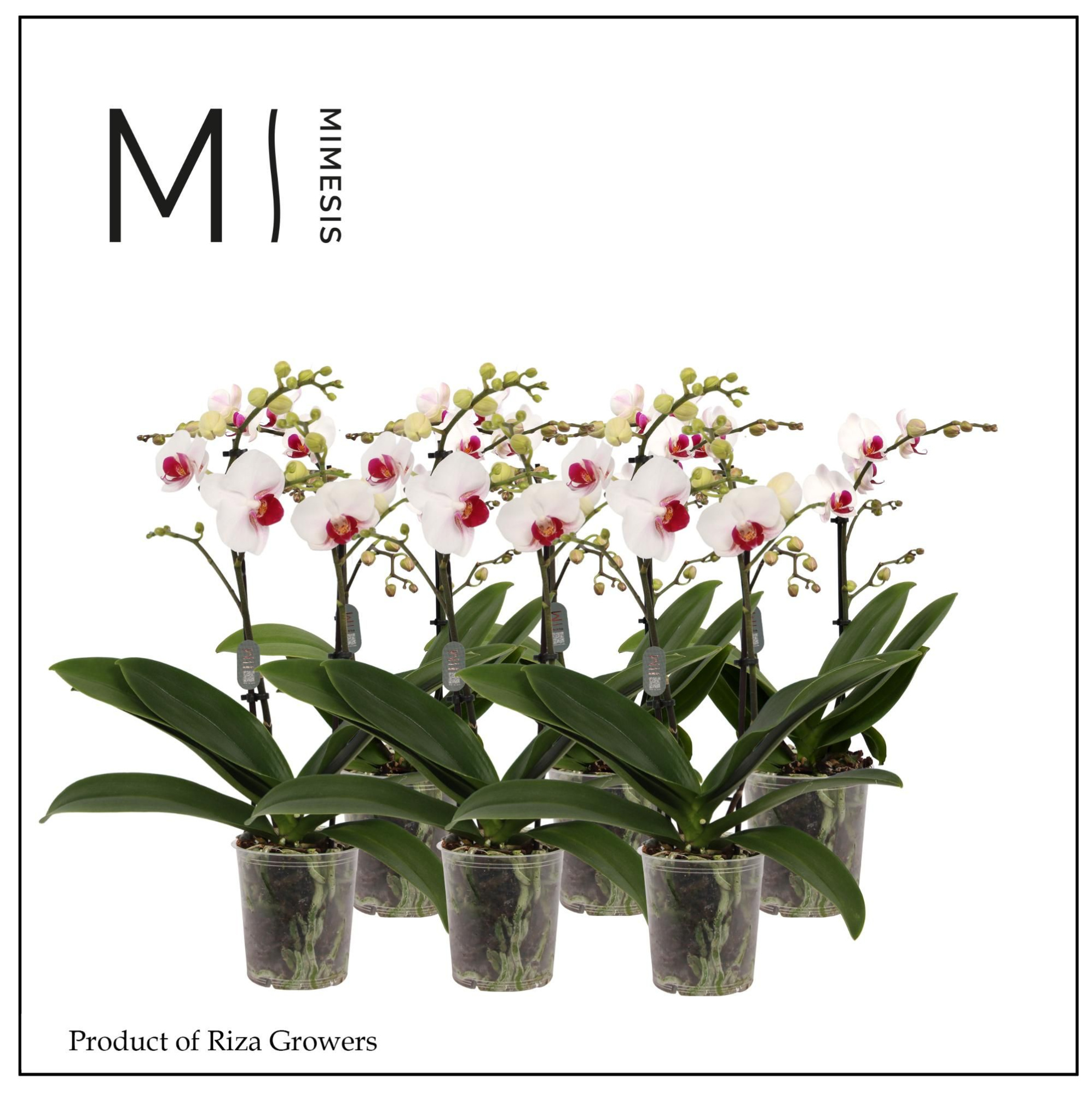 Phalaenopsis Multi Red Lip 2 spike - 12cm | Mimesis, D 12 cm