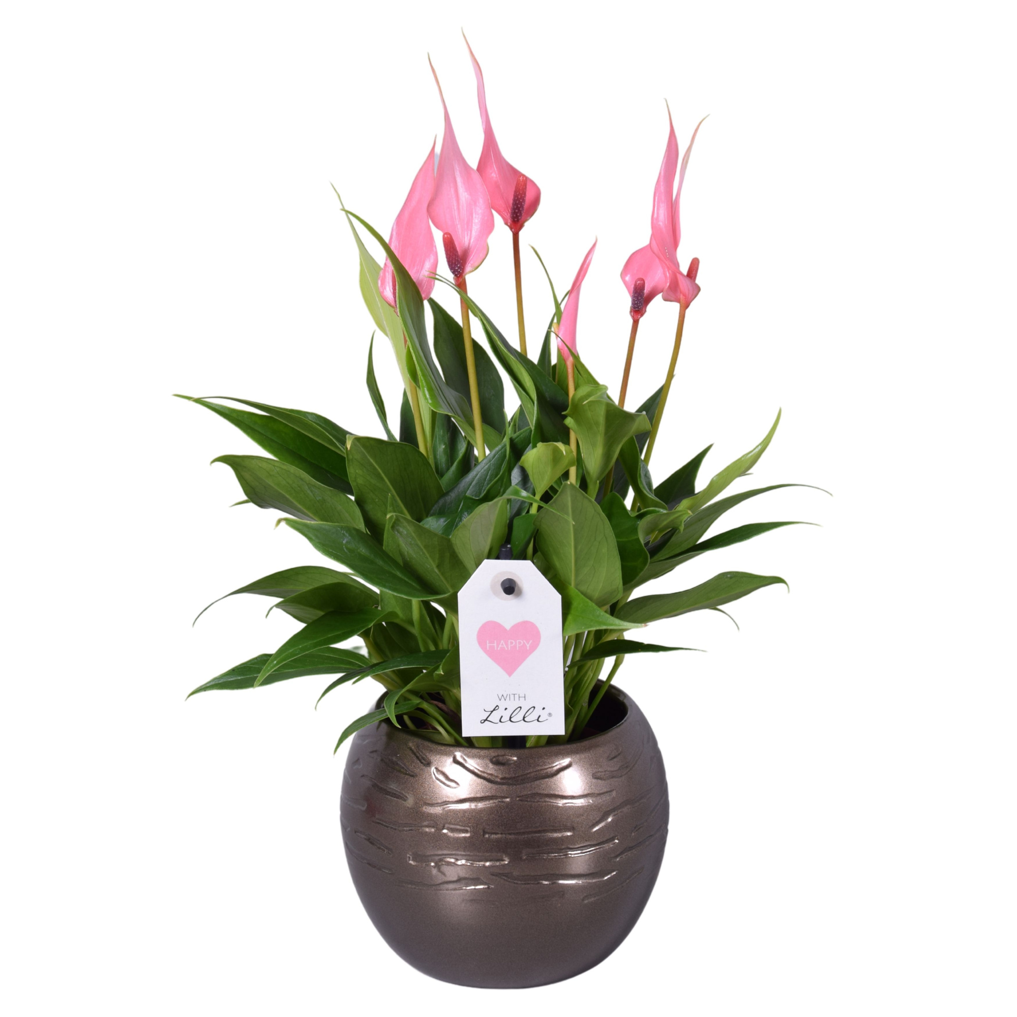 Anthurium Lilli in bolpot goud, D 10 cm