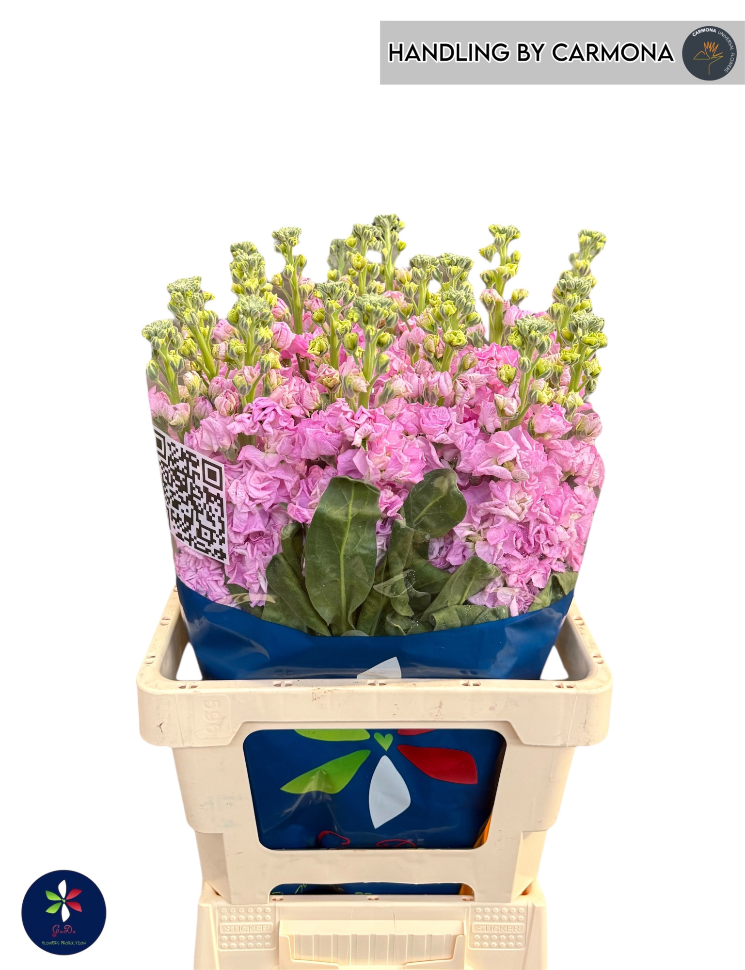 Маттиола од. Айрон Пинк 65, шт.