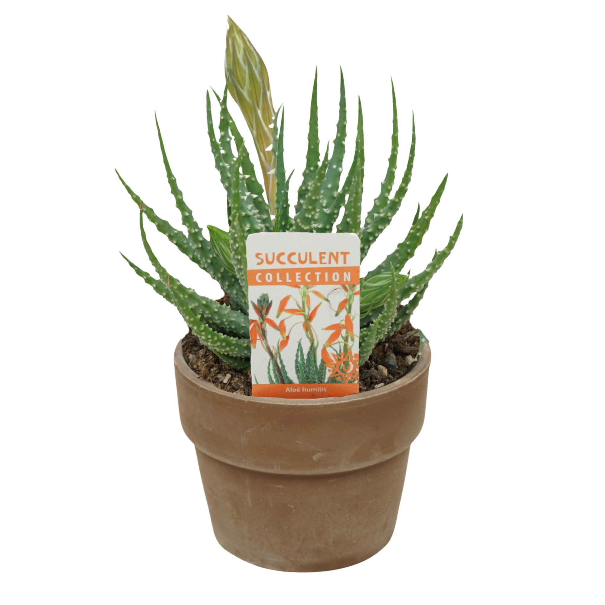 Aloë humilis 10,5 cm bloeiend in 'Grijze Kraagpot' met etiket, D 10,5