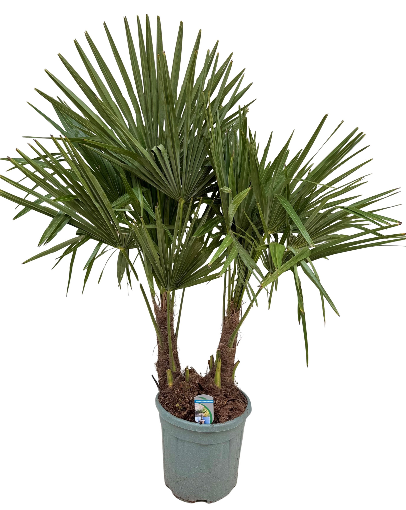 Trachycarpus fortunei P30 2PP, D 30 cm