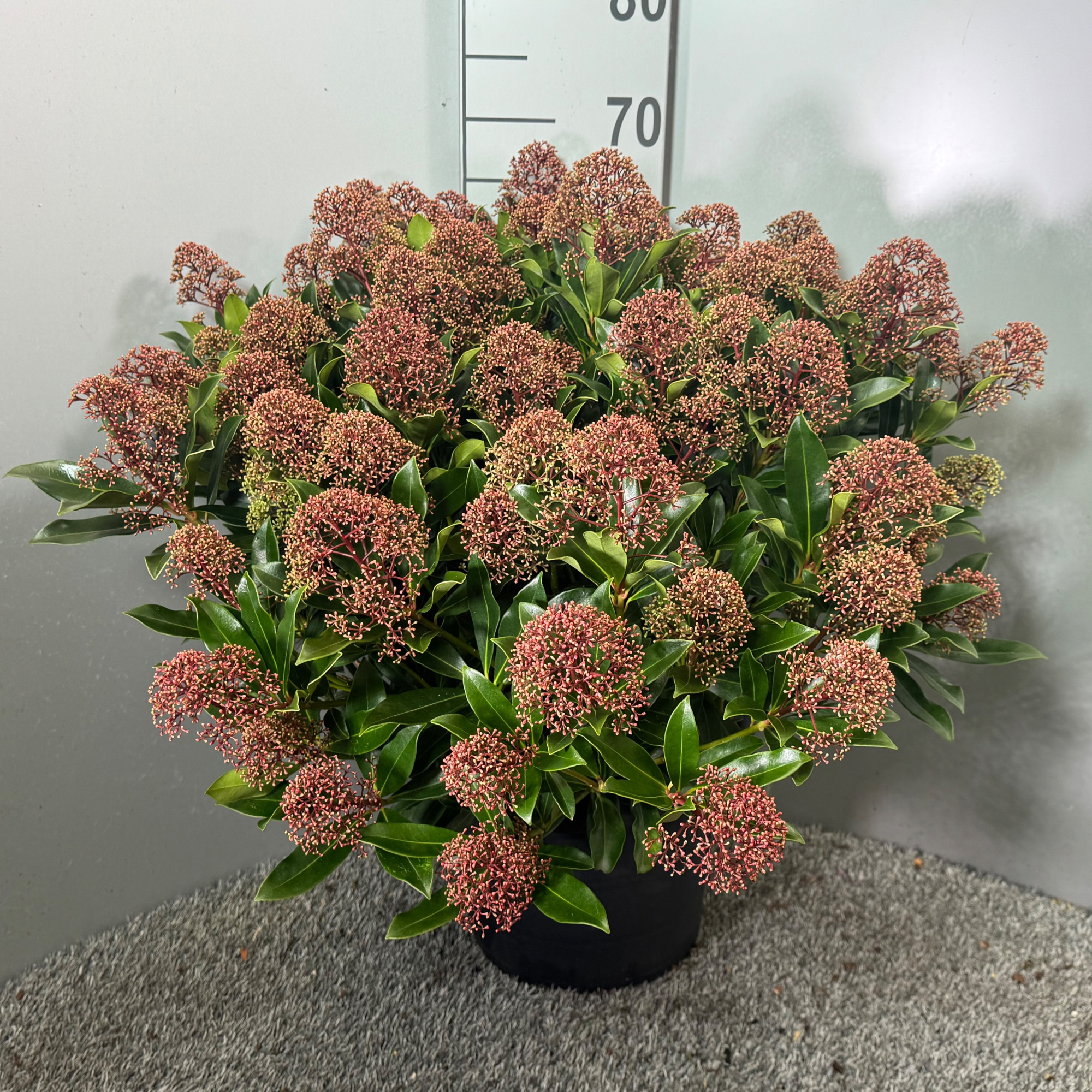 Skimmia japonica 'Rubesta Cuba', D 31 cm