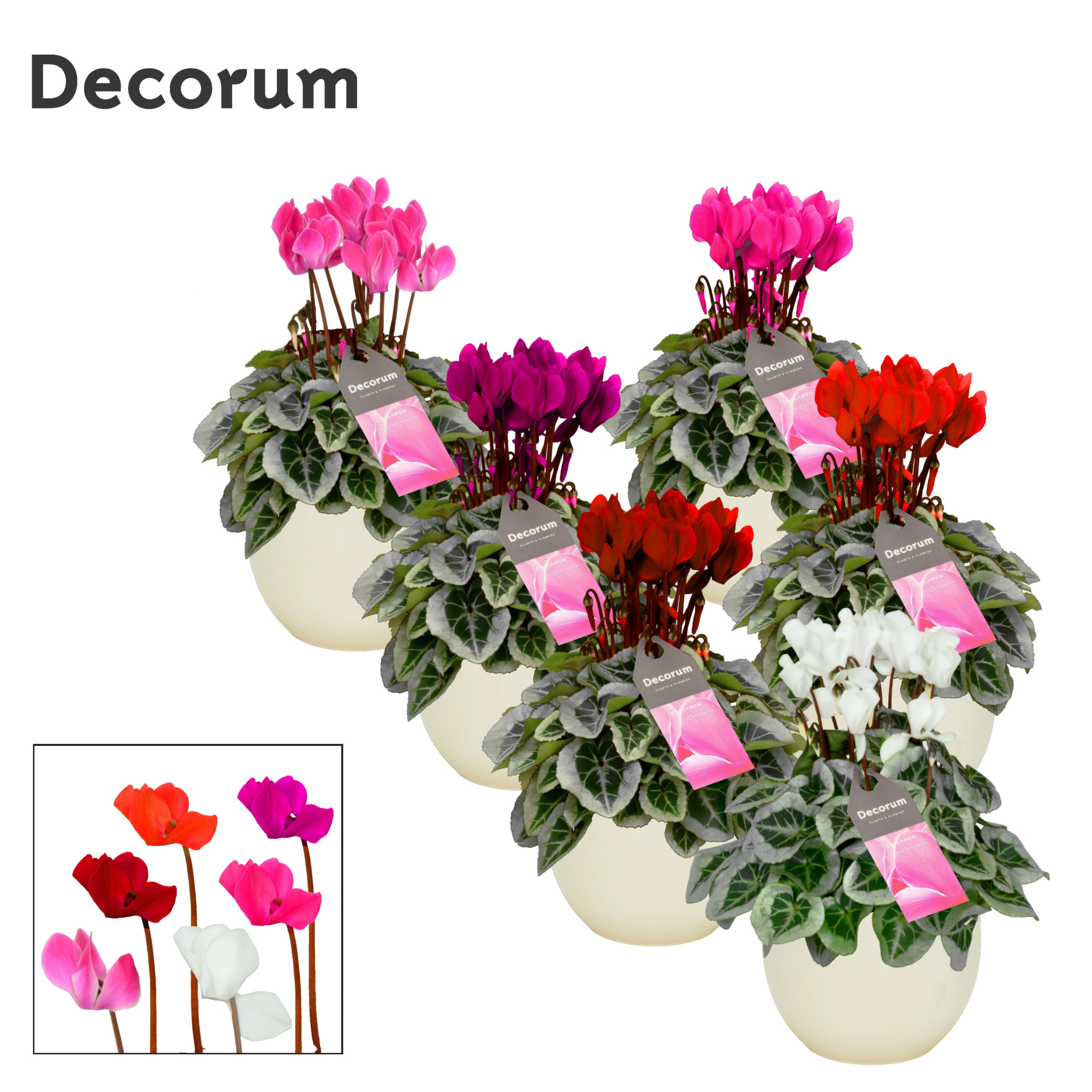 Cyclamen SS Picasso Mix Melanie, D 13 cm