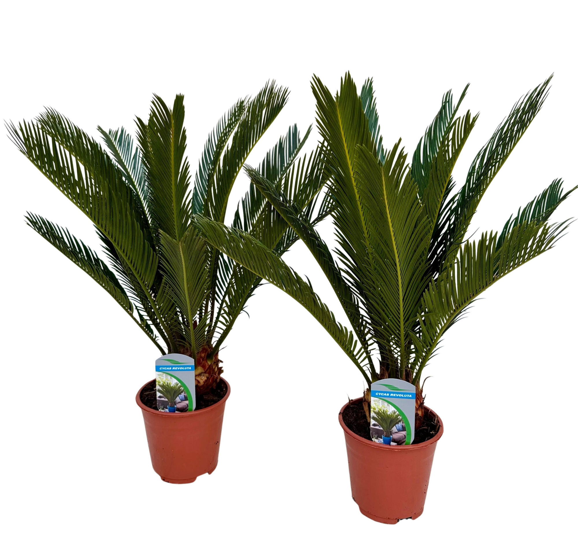 Cycas revoluta P14, D 14