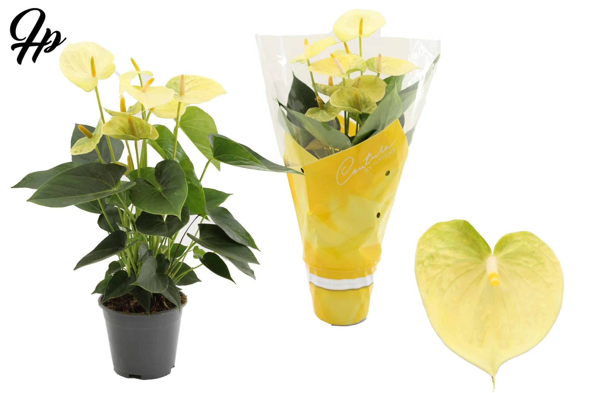 Anthurium 14 cm Vanilla in Couture sleeve, D 14
