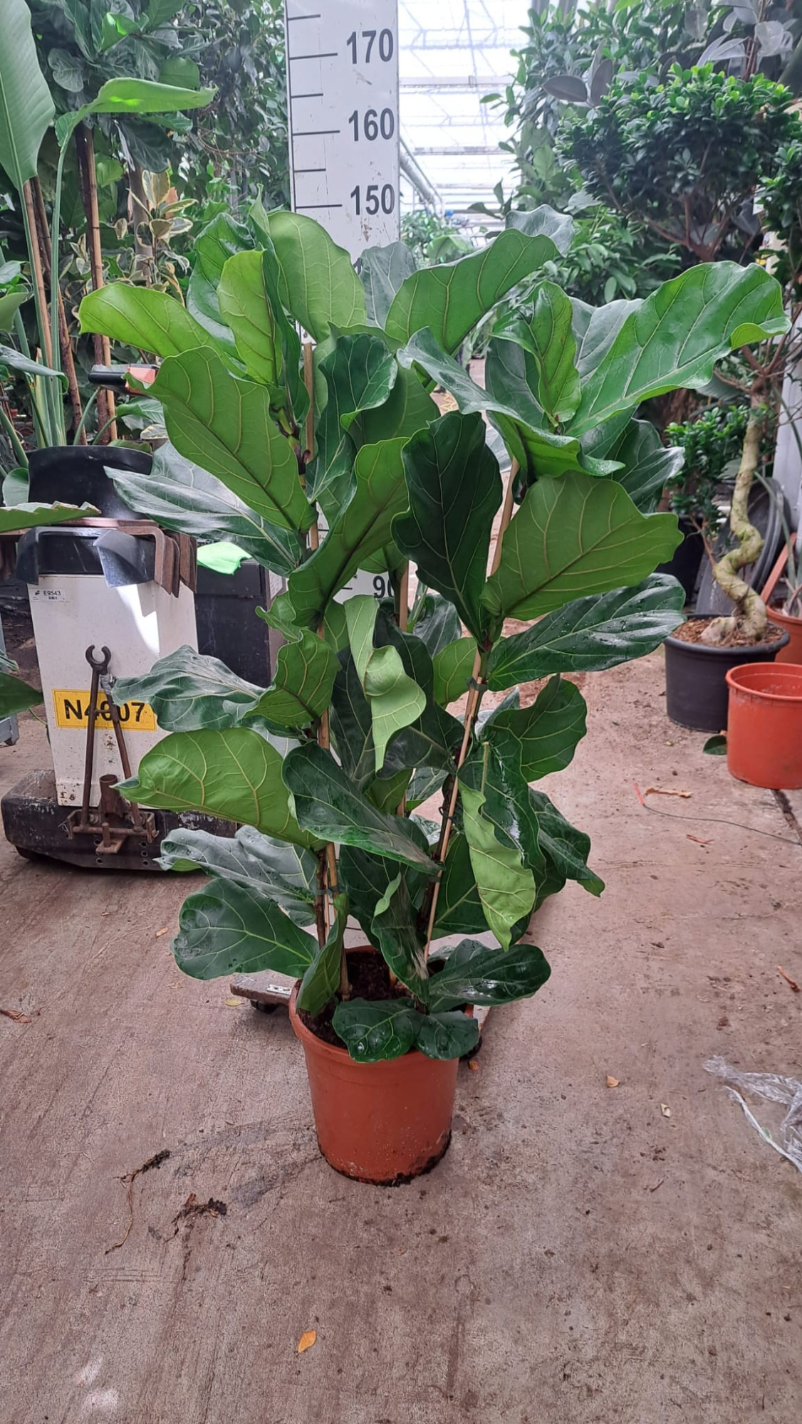 Ficus Lyrata toef 140, D 30 cm