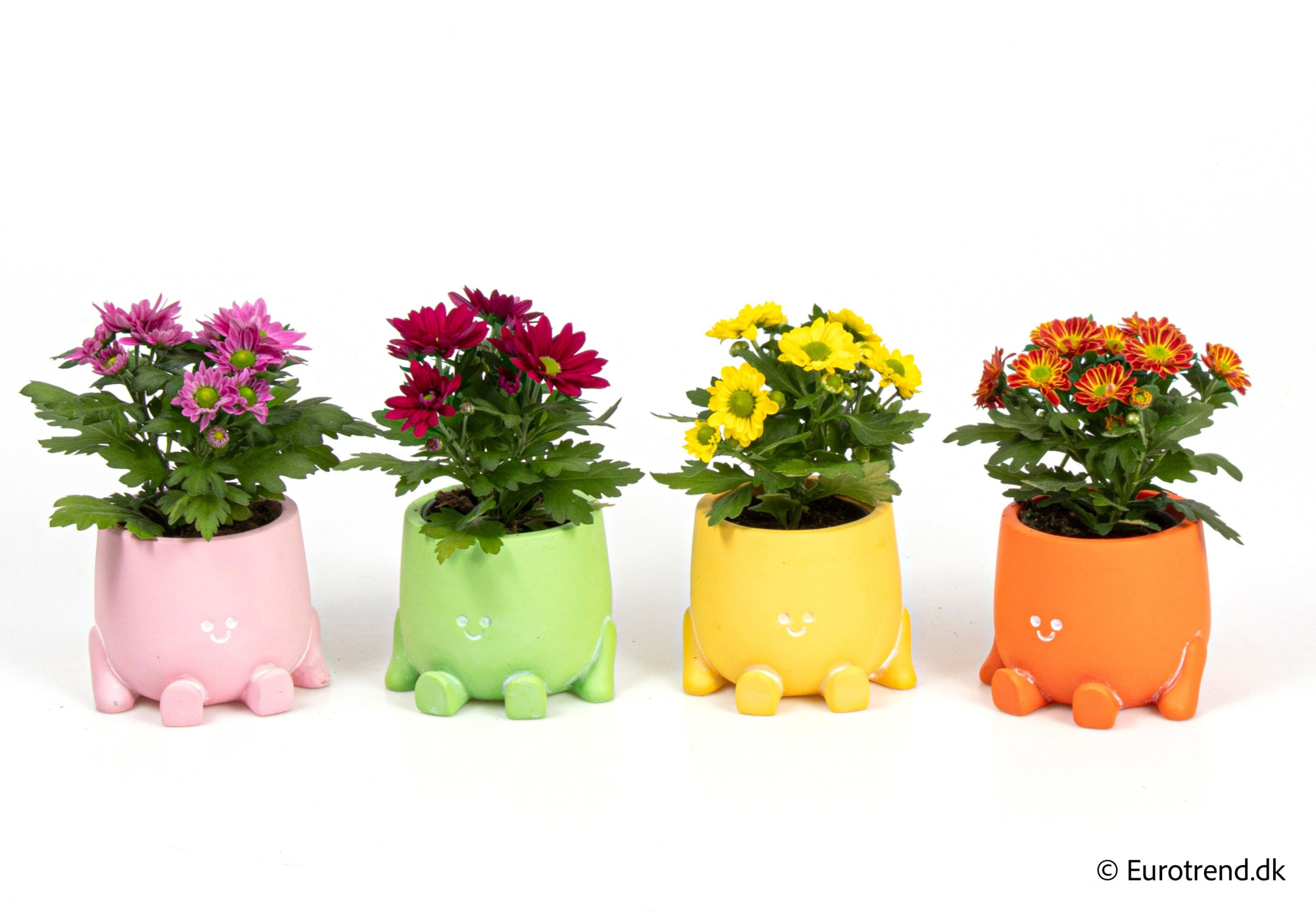 Chrysanthemum in ceramic - Spring, Summer & Autumn 2025, D 6 cm