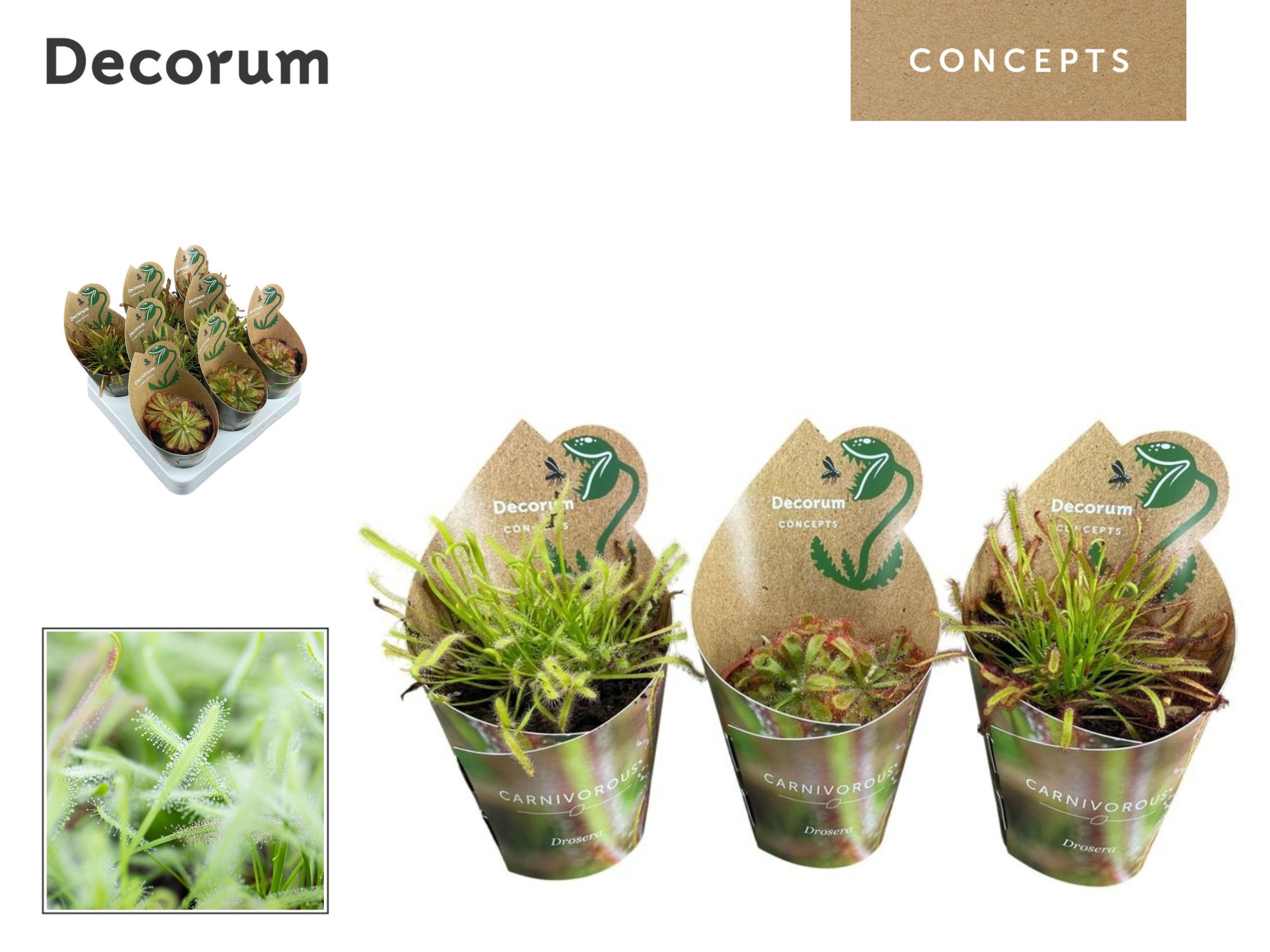 Drosera mix 8,5 cm in potcover (Decorum), D 8,5