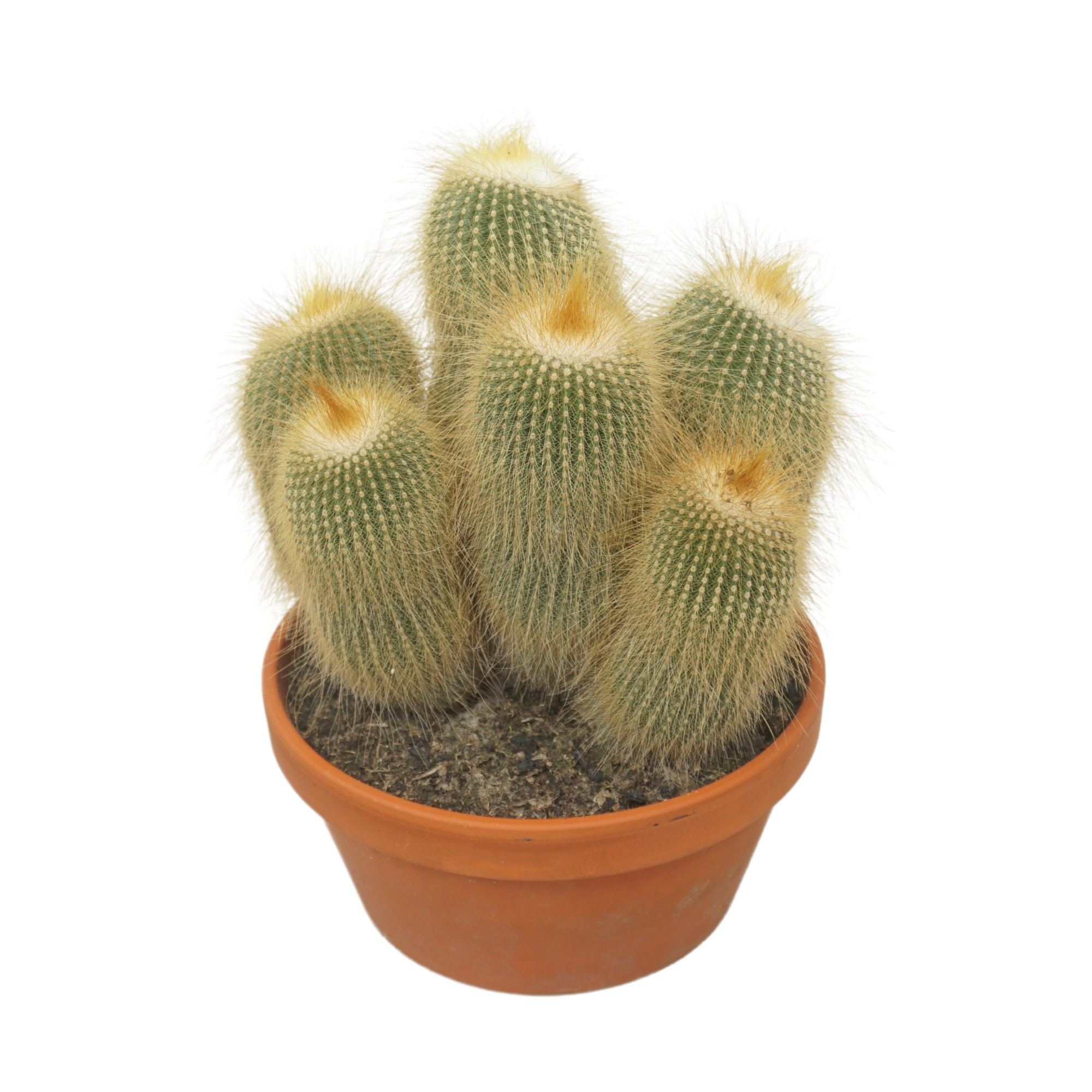 Eriocactus Leninghausii 23 cm, D 23 cm