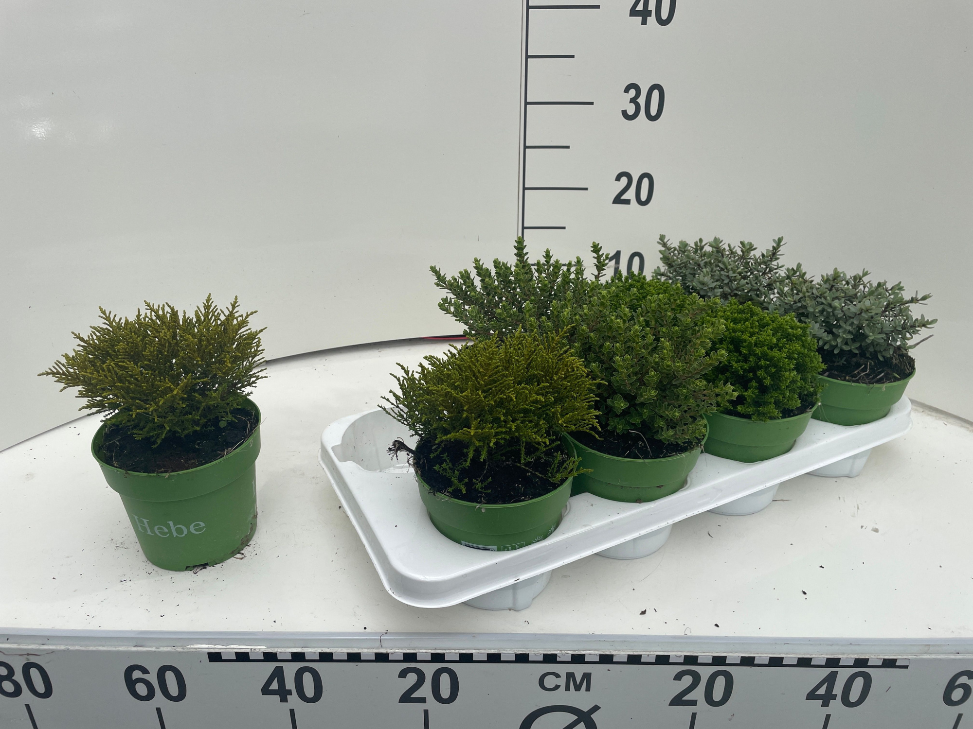 Hebe gemengd Hebe Green Collection, D 13 cm