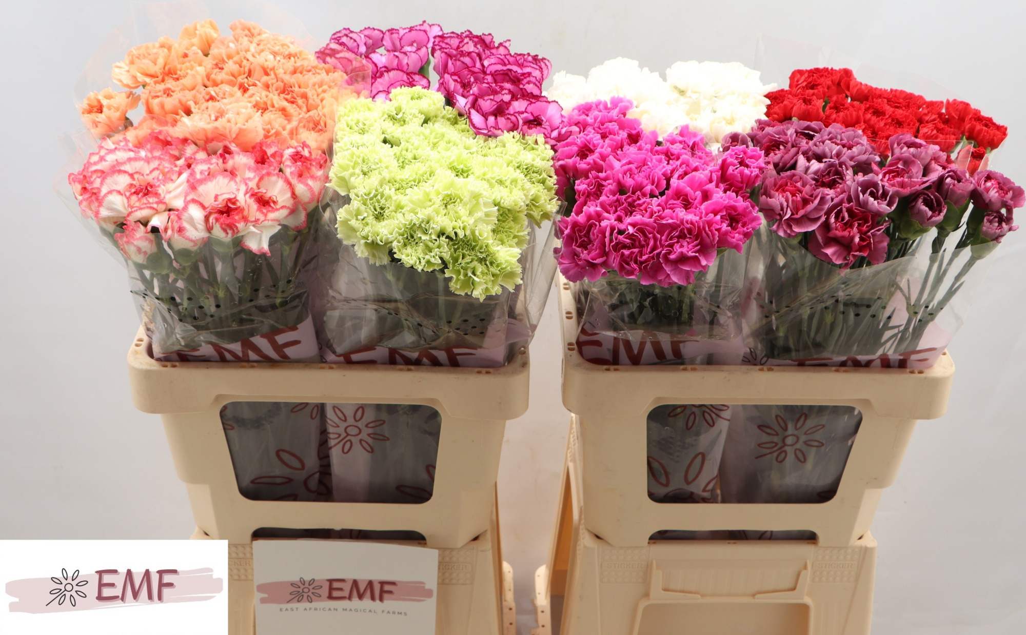 Диантус од. Микс в баке, шт.