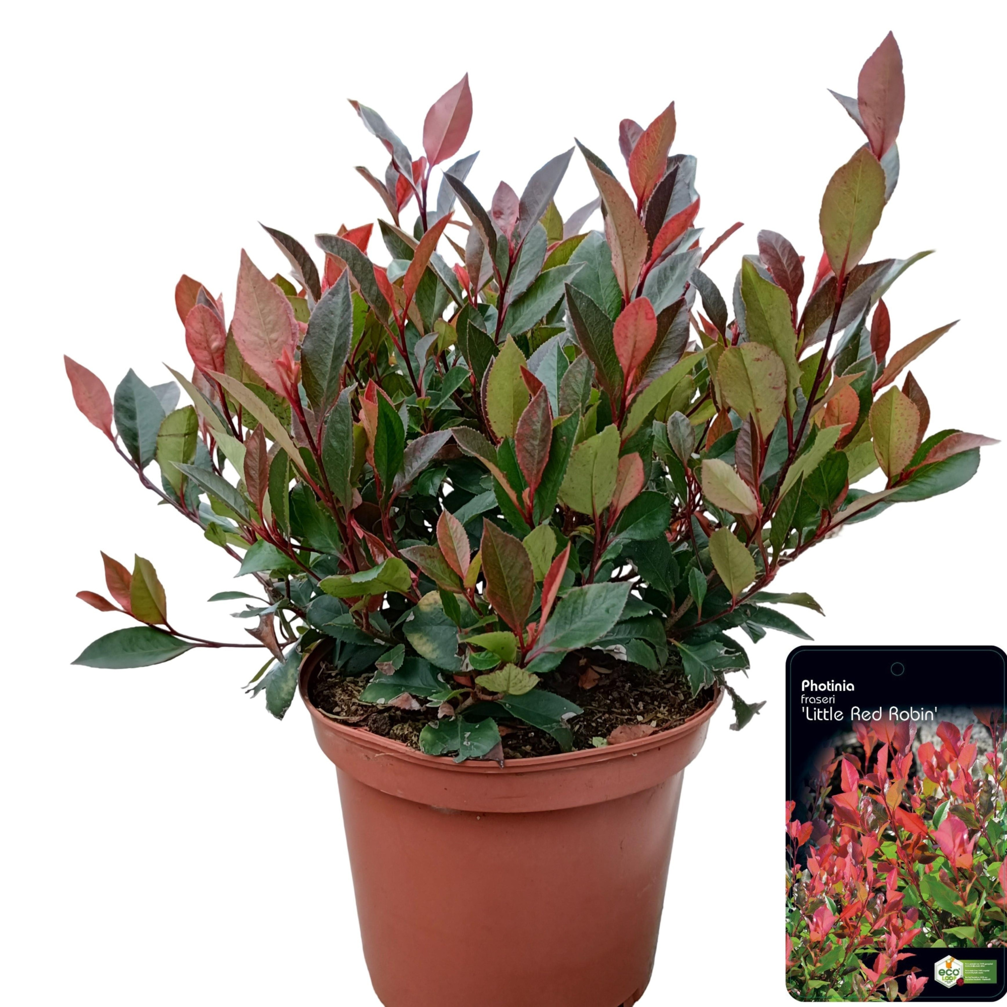 Photinia fras. 'Little Red Robin', D 23 cm