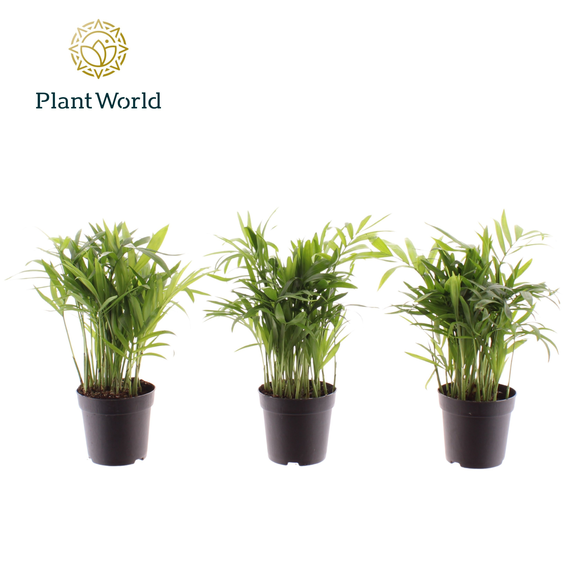 Chamaedorea elegans 7 cm, D 7 cm