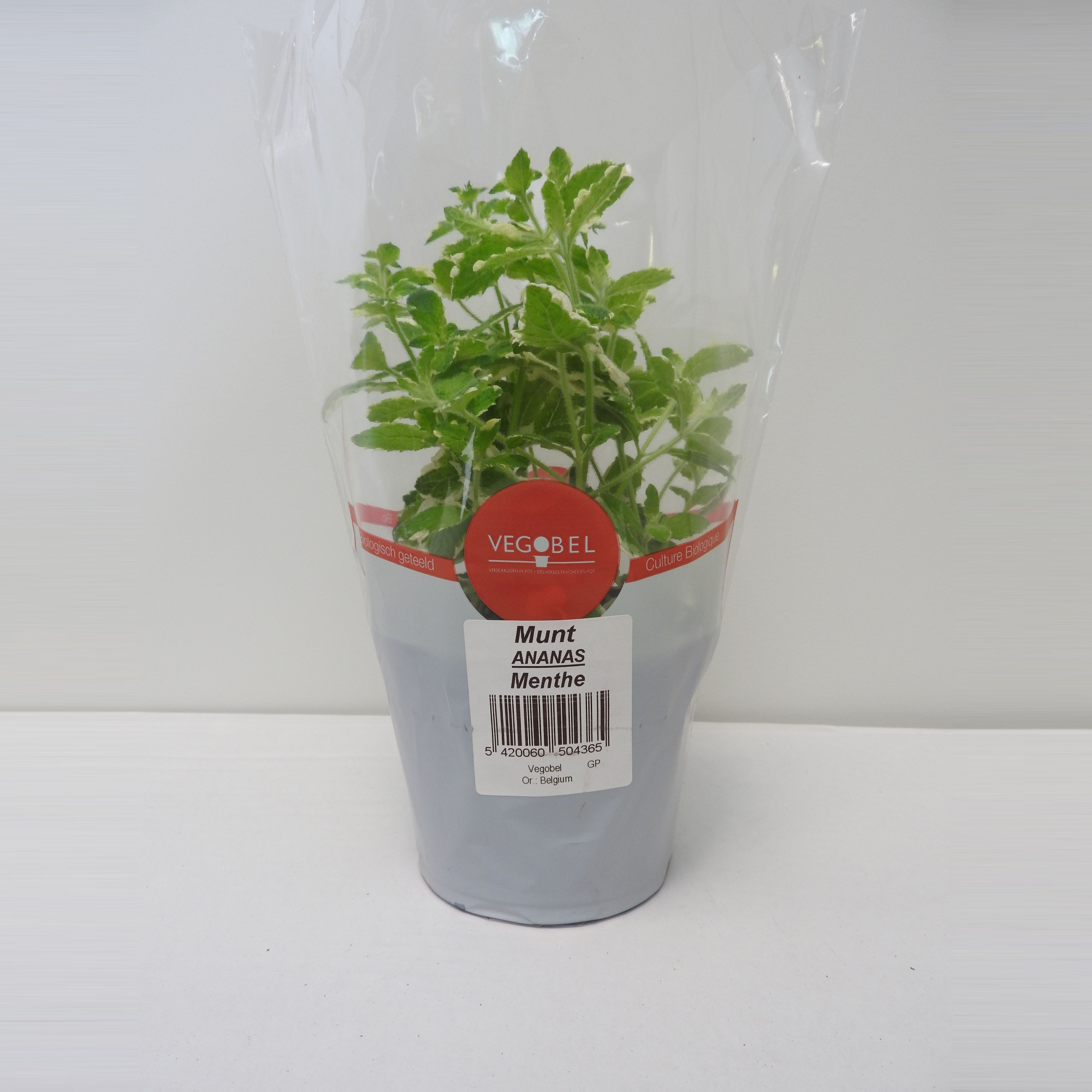 Munt Ananas P12, D 12 cm