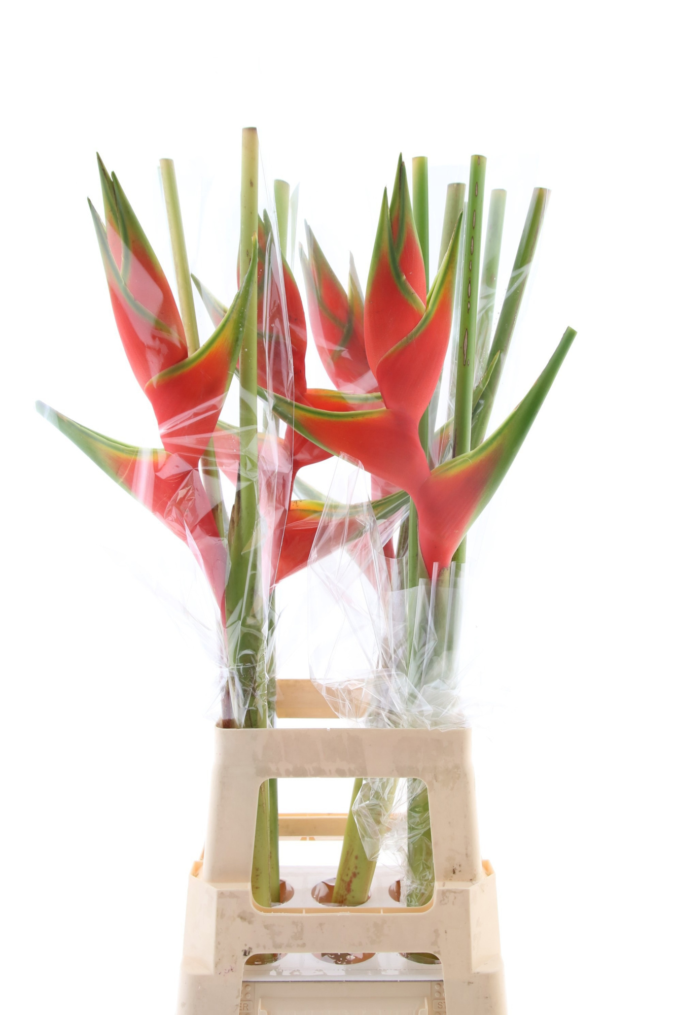 Геликония Овериг 90, шт.