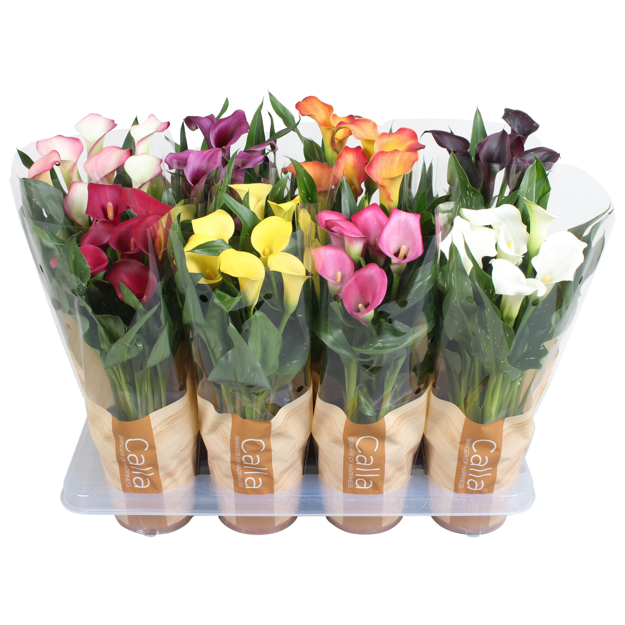 Zantedeschia gemengd Calla mix in bedrukte hoes, D 13