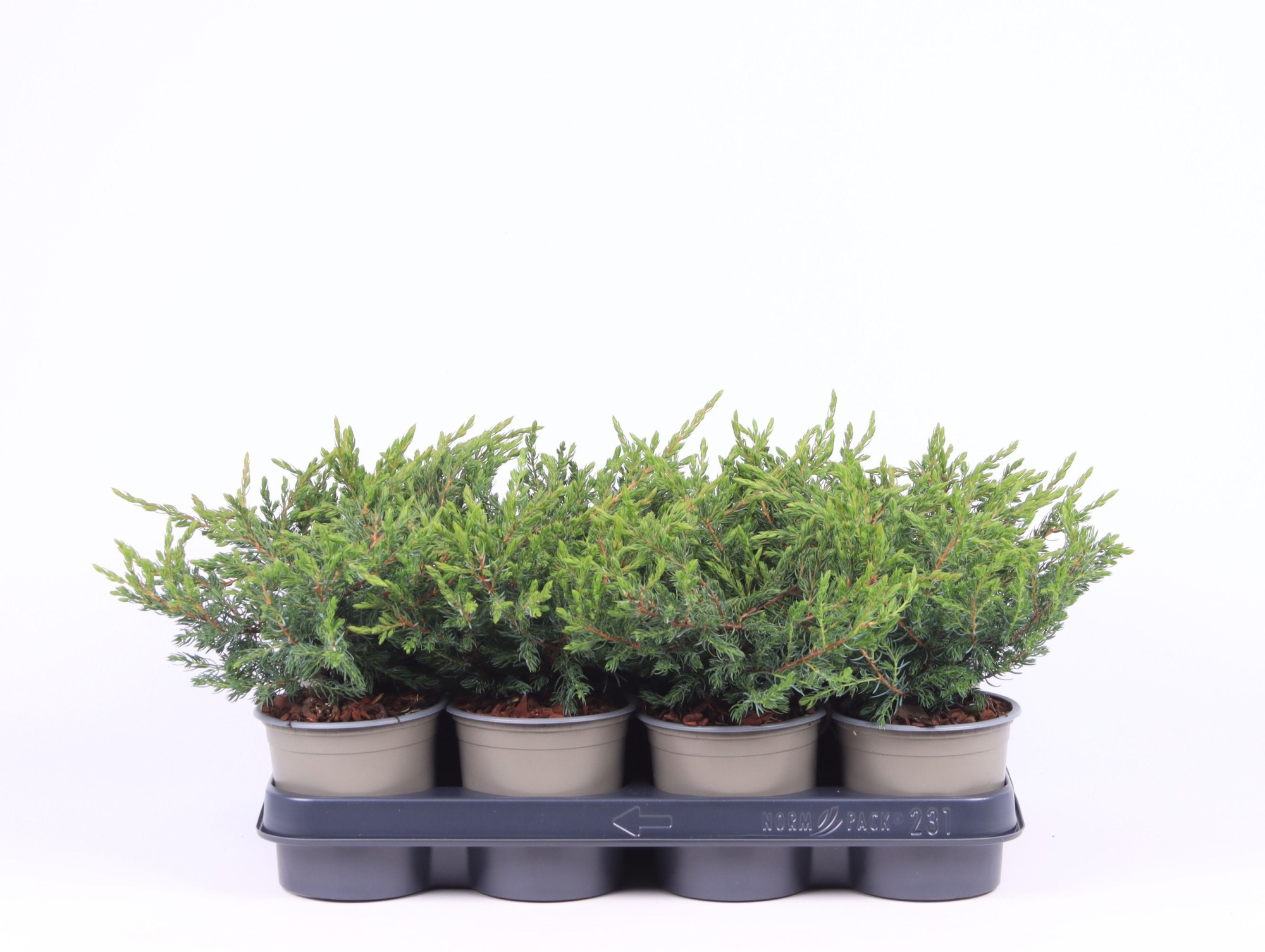 Juniperus communis 'Repanda', D 11 cm