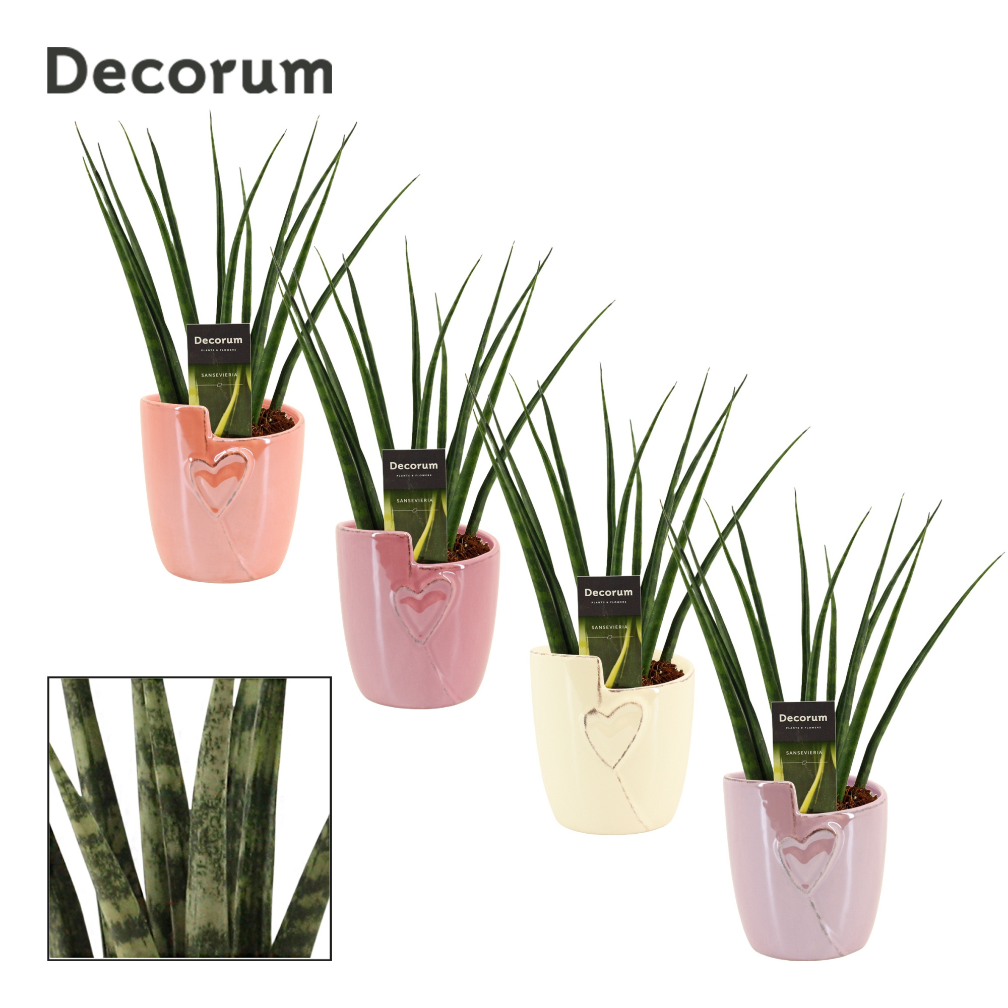 Sansevieria Fernwood 12 cm in Joa (Special moods -collection), D 12