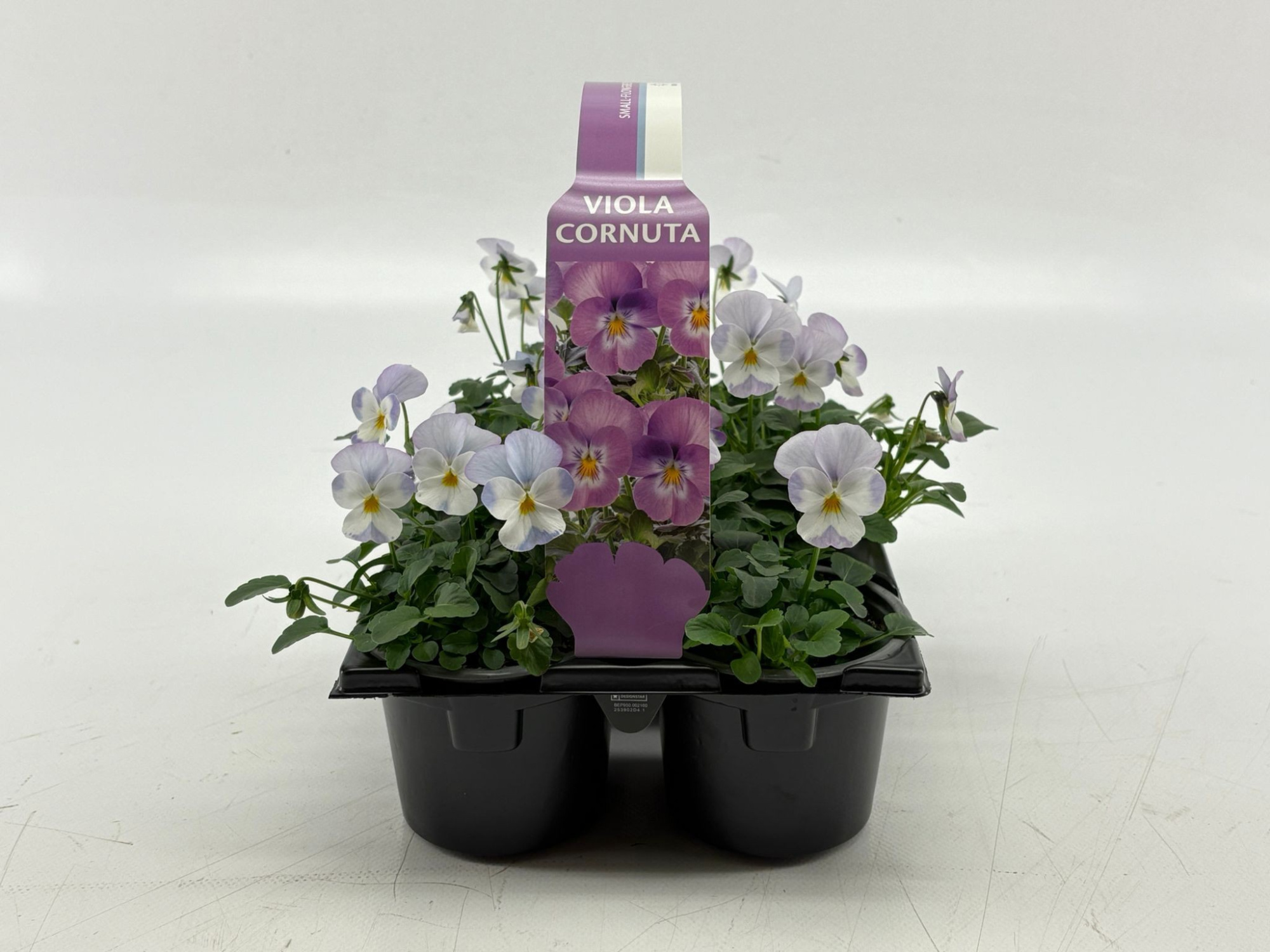 Sixpack Viola Cornuta Lavender Pink, D 9