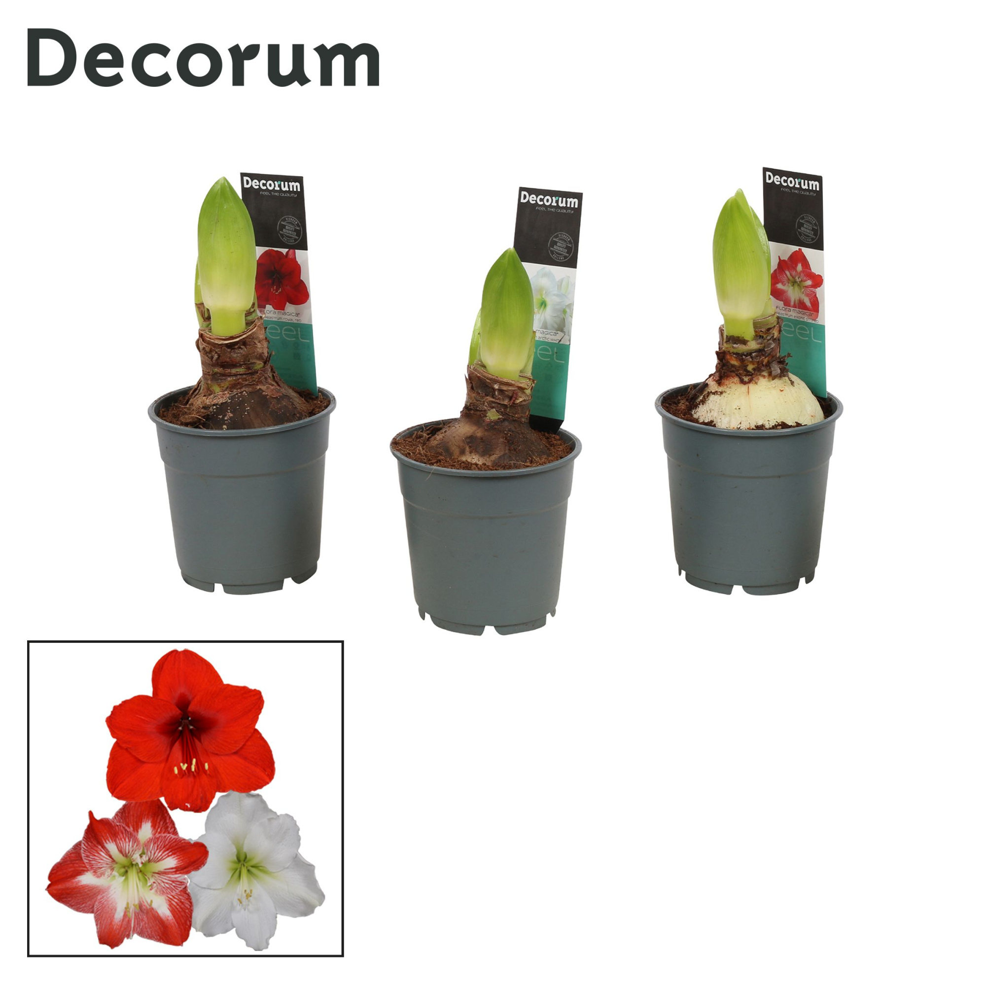 Amaryllis Mix 2 knop Extra OP (Decorum), D 12 cm