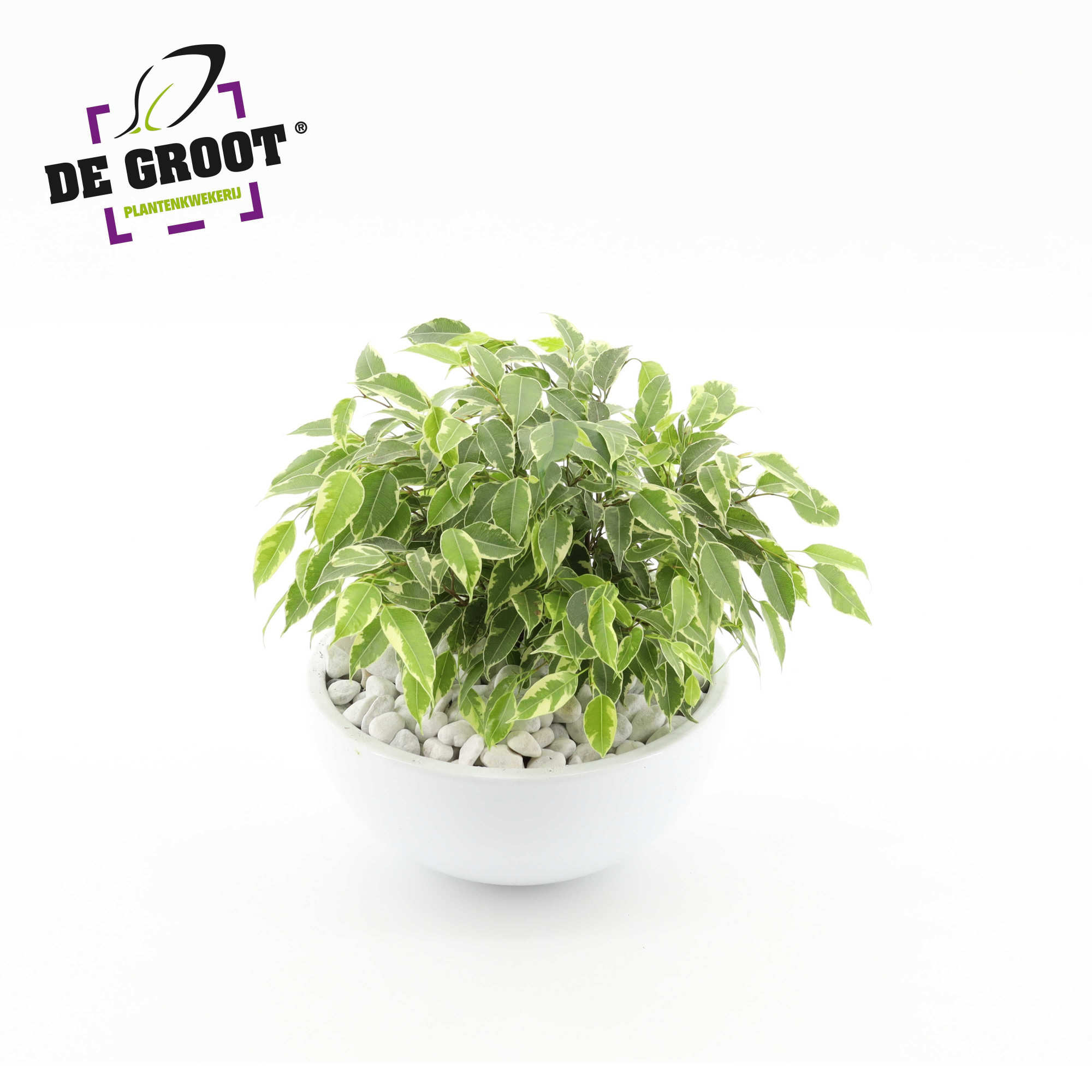 Arrangement Ficus kinky in schaal, D 22