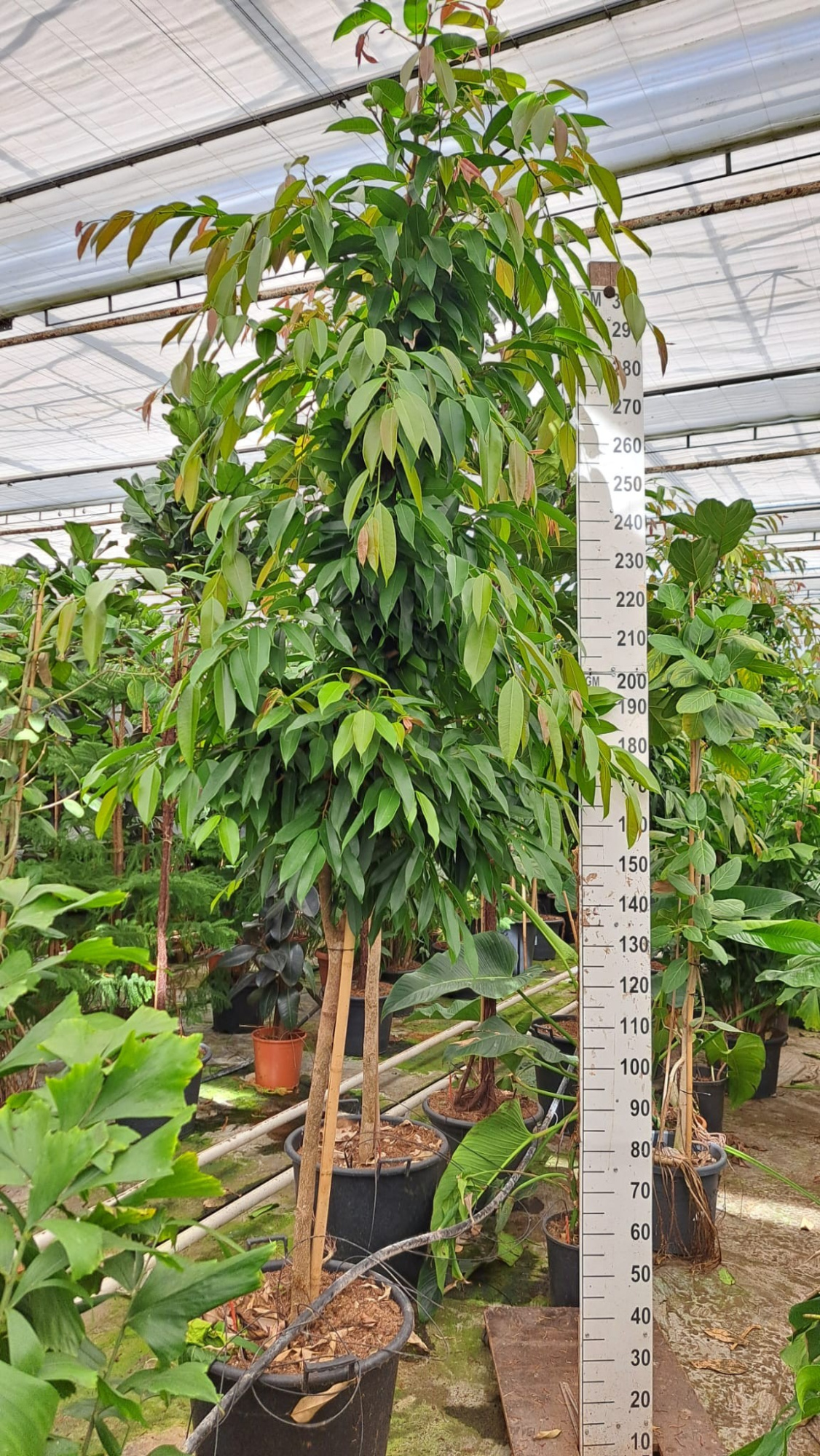 Ficus Amstel King stam, D 55 cm
