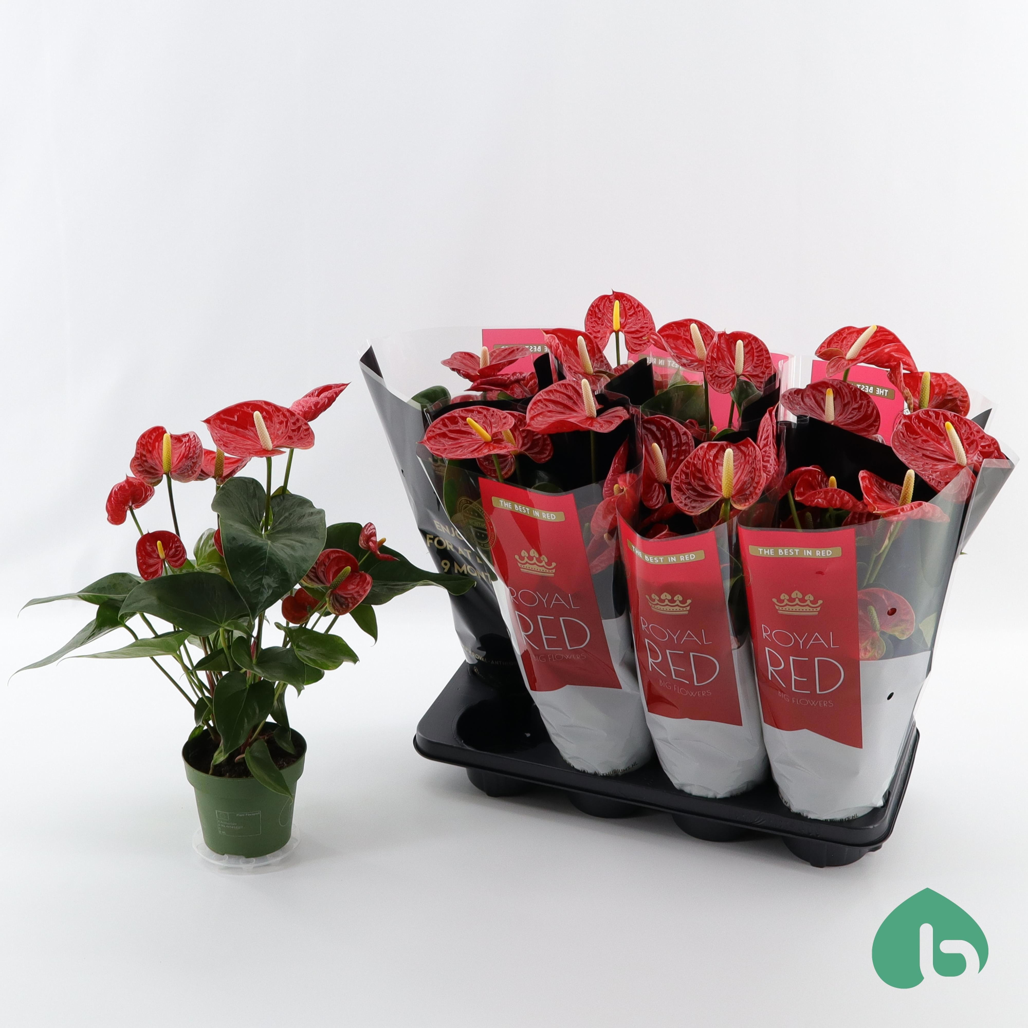 Anthurium Royal Red ''Big Flowers'' Madural, D 14