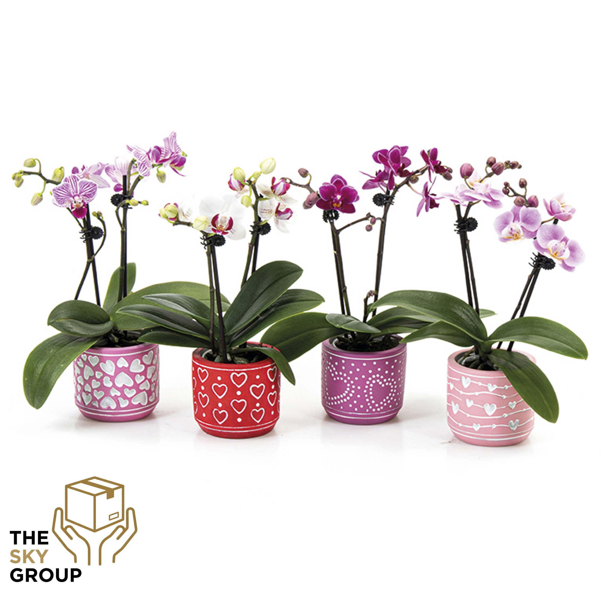 Phalaenopsis 2t mini in beton pot love ( 4 assorti ), D 6