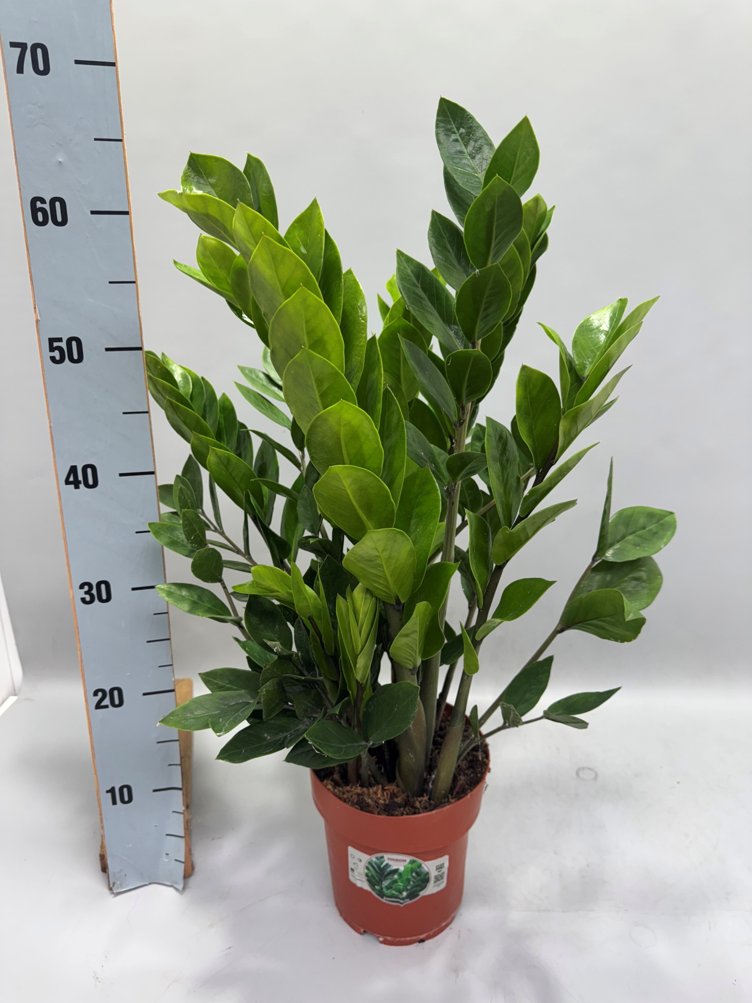 Zamioculcas 65cm 8+ veren, D 17 cm