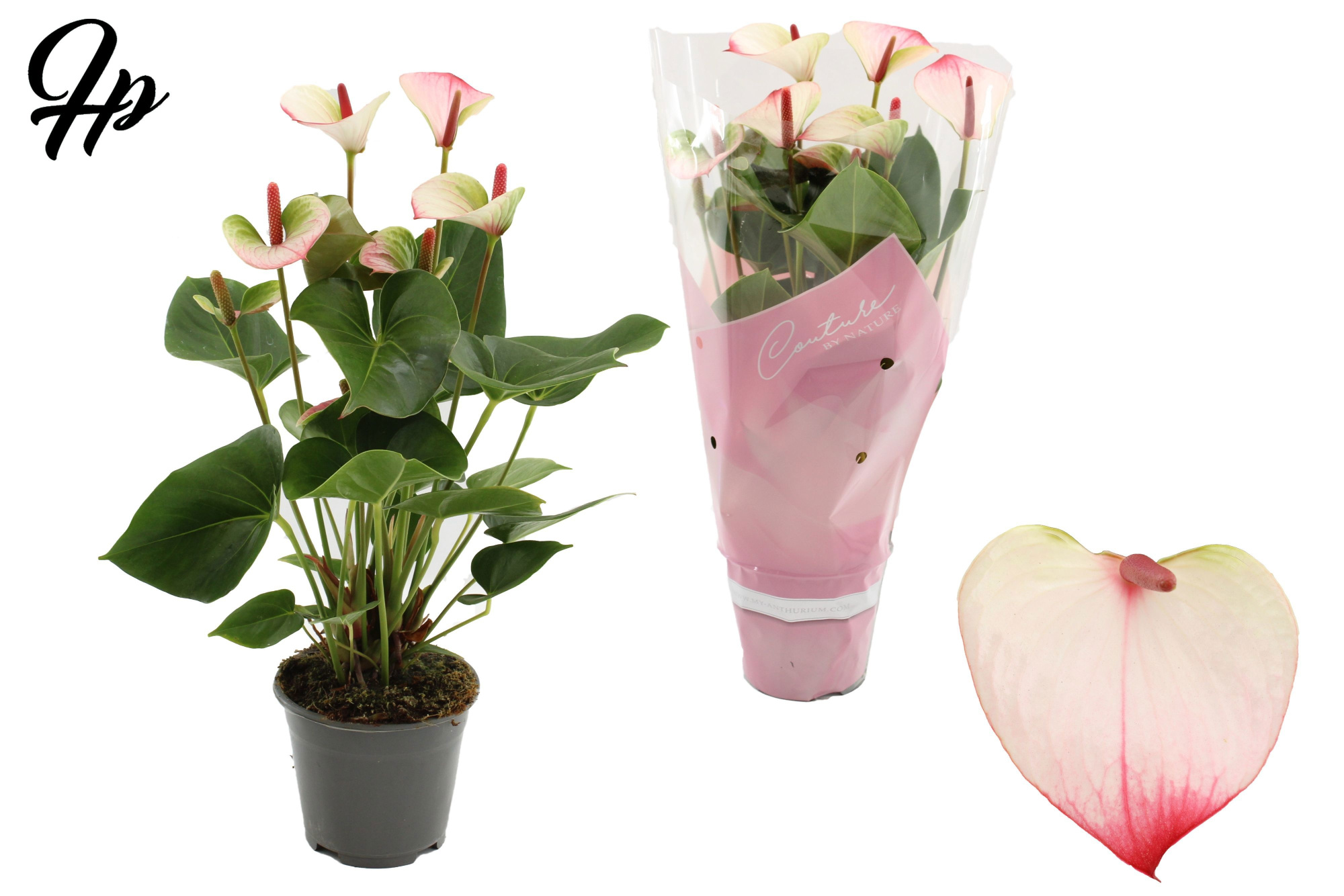 Anthurium 14 cm Amalia Elegance in Couture sleeve, D 14
