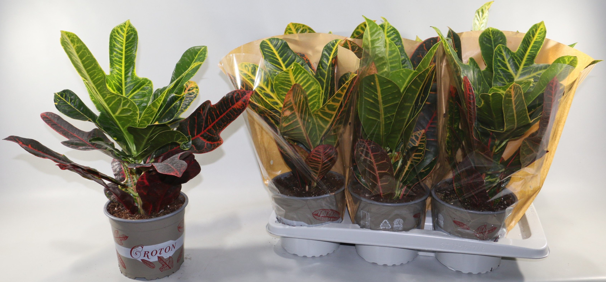 Croton Mix Excellent en Petra 17cm in Vensterhoes "Sunshiners®", D 17 cm