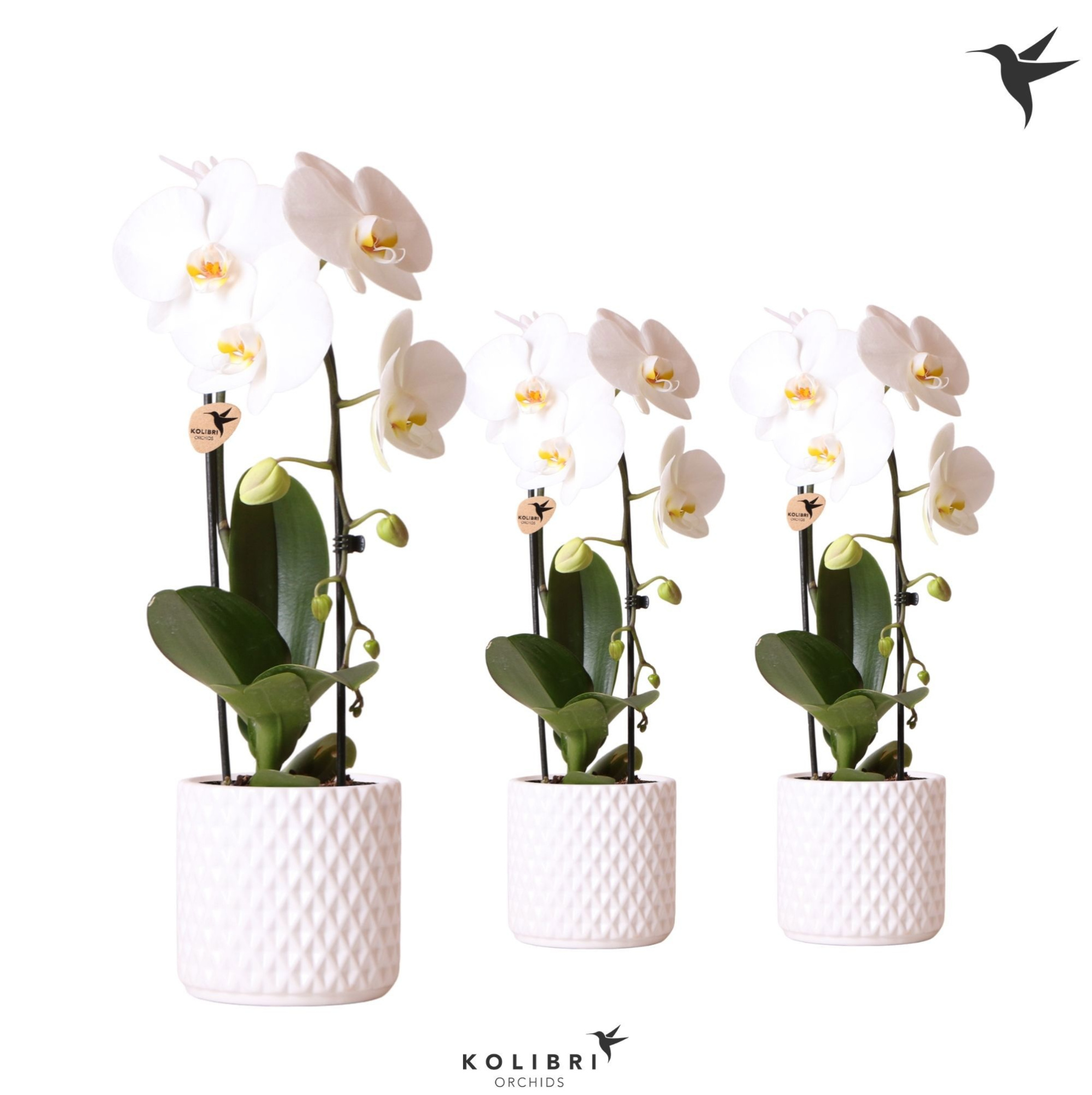 Kolibri Orchids Phalaenopsis Cascade Niagara Fall white 1 spike in Diamond pot white, D 12