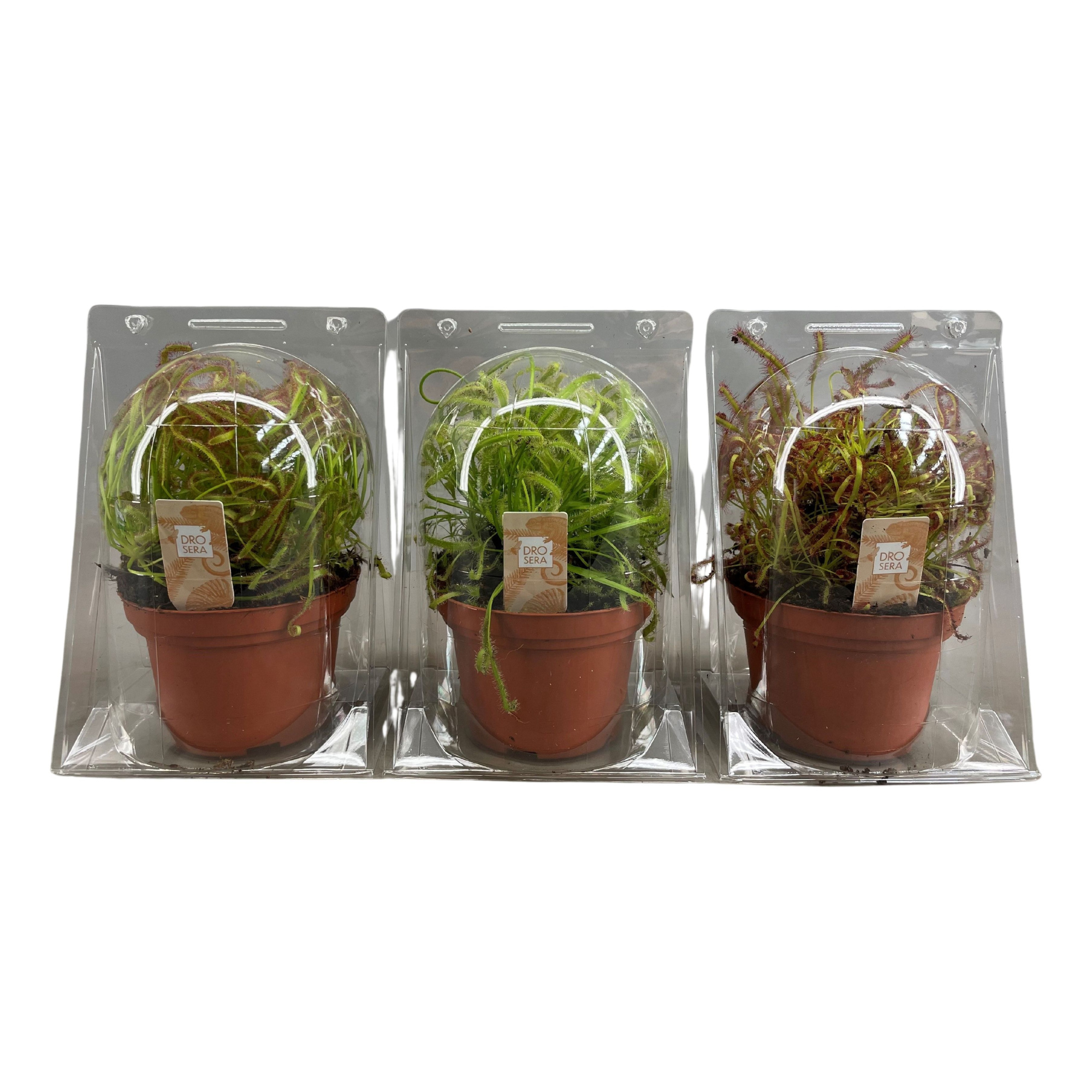 Drosera Capensis mix 12 cm in blister, D 12 cm