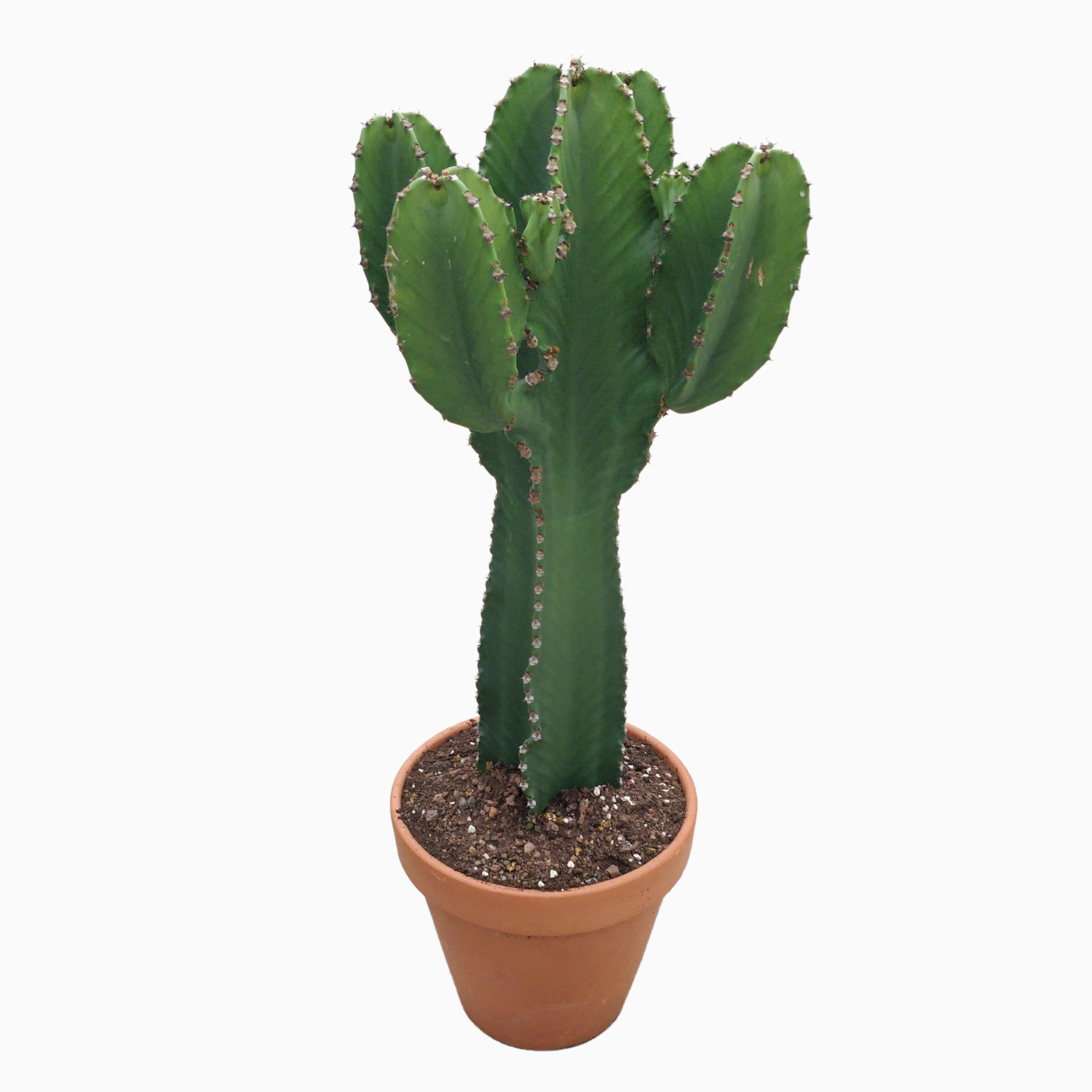 Euphorbia ingens kort 31 cm, D 31 cm