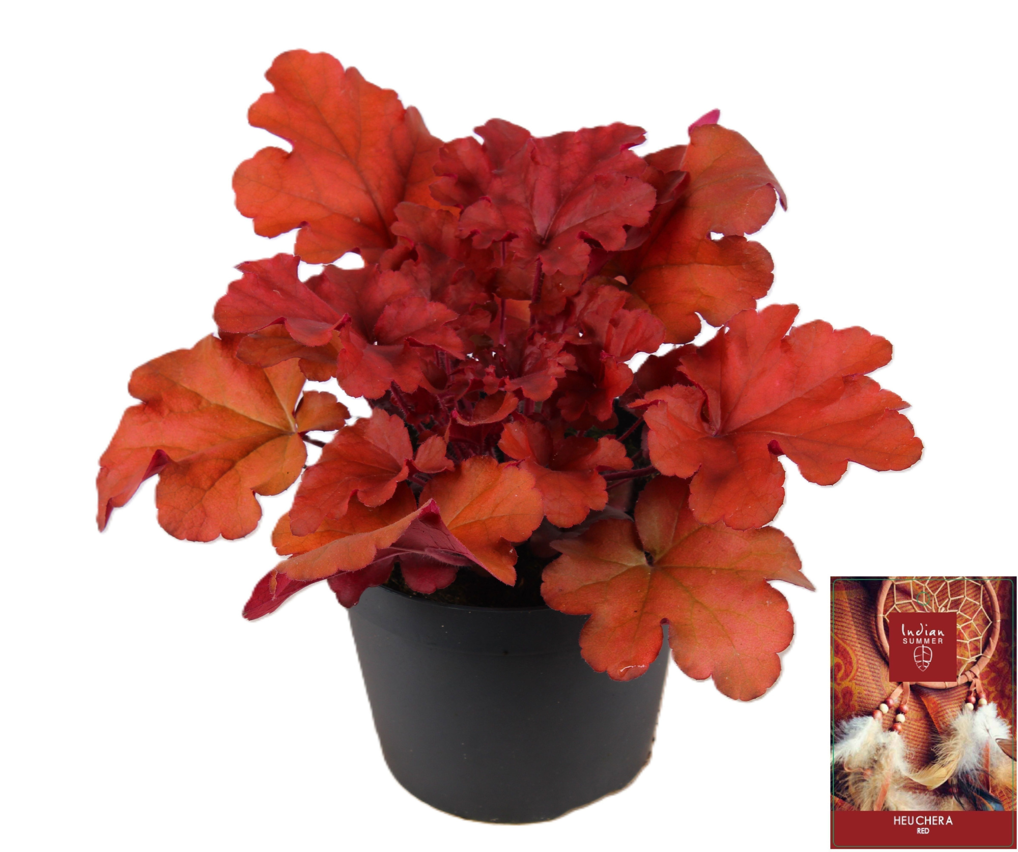 Heuchera Indian Summer Red, D 15 cm